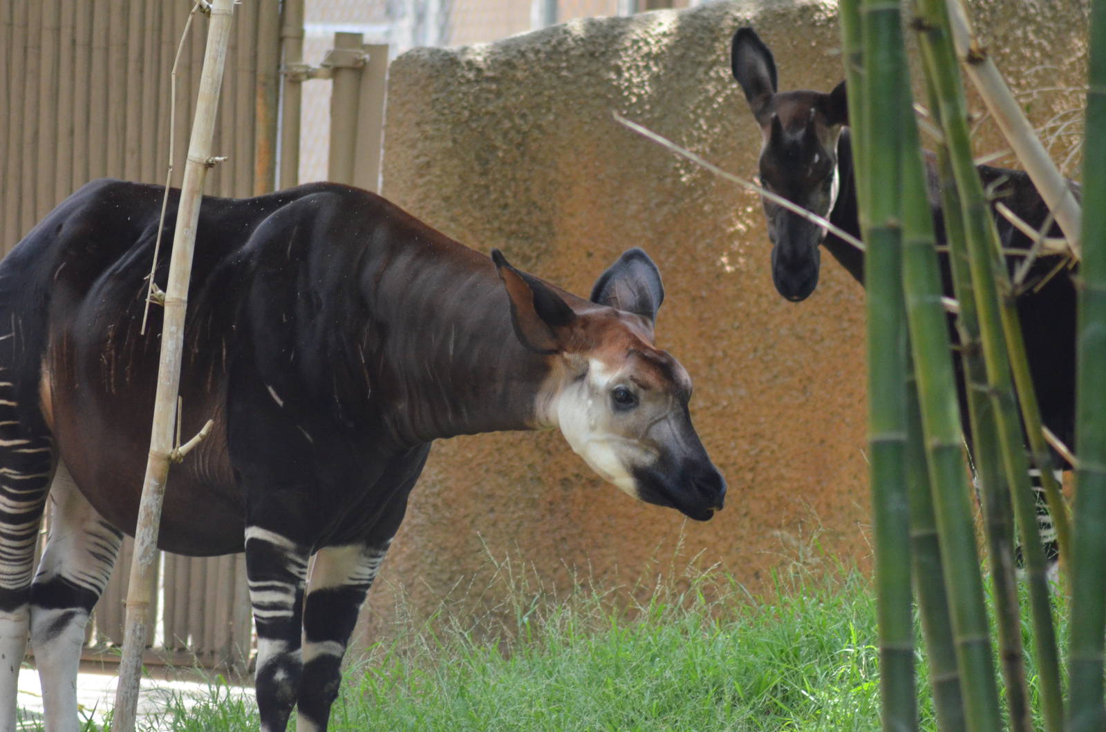 Okapis