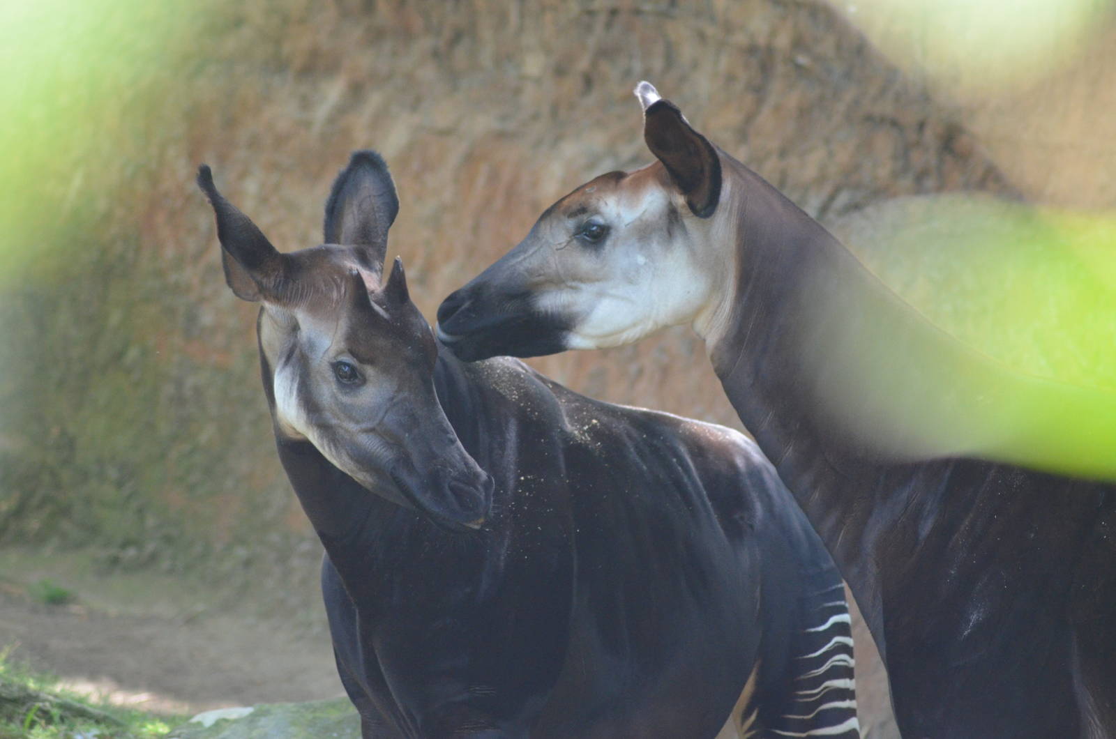 Okapis