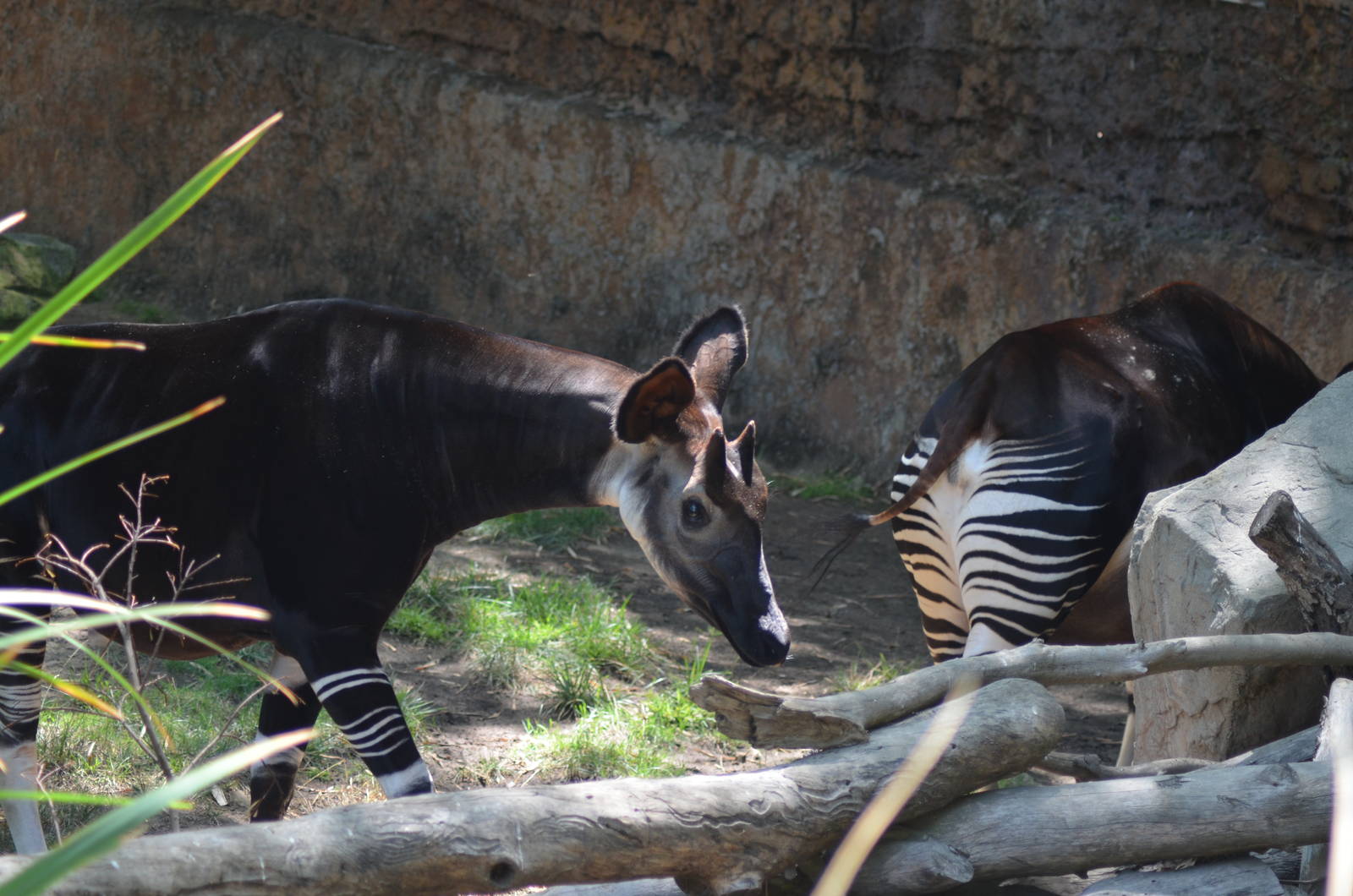 Okapis