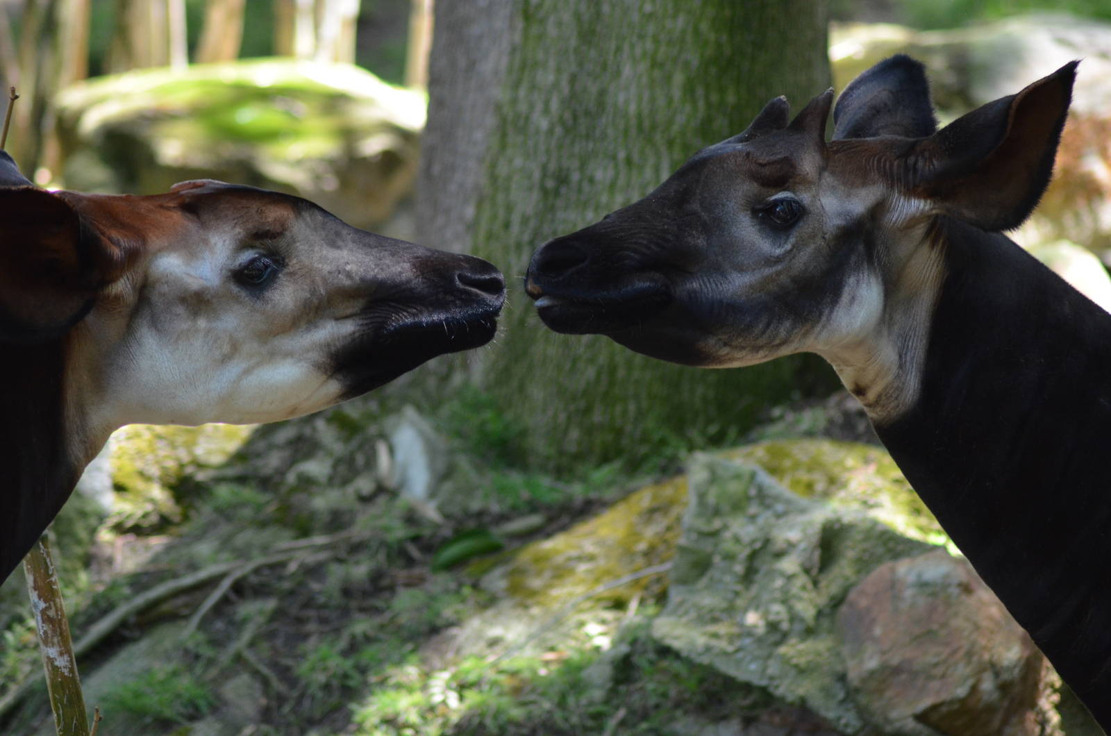 Okapis