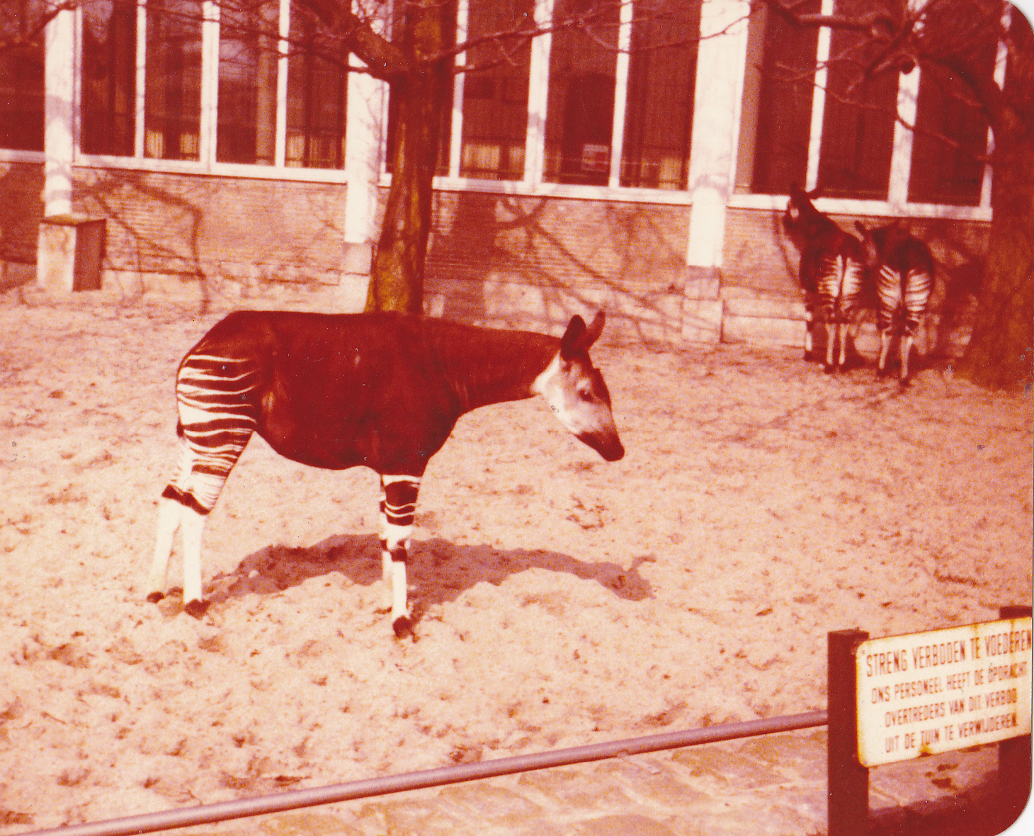 Okapis