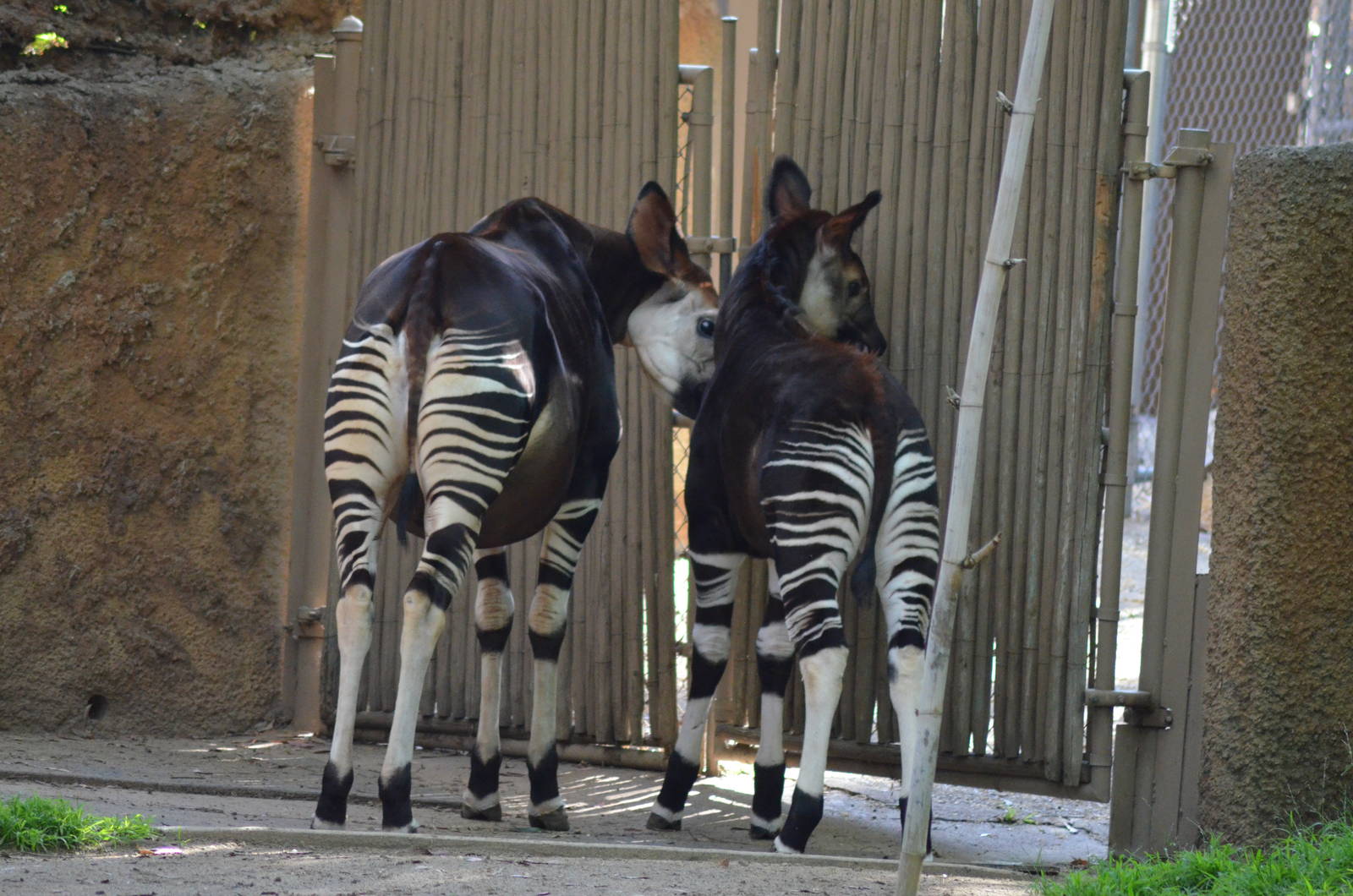 Okapis