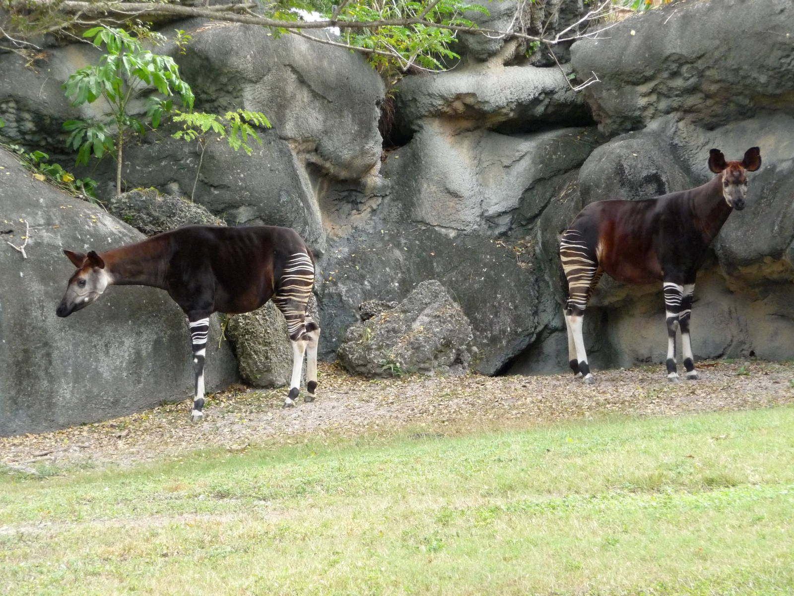 Okapis