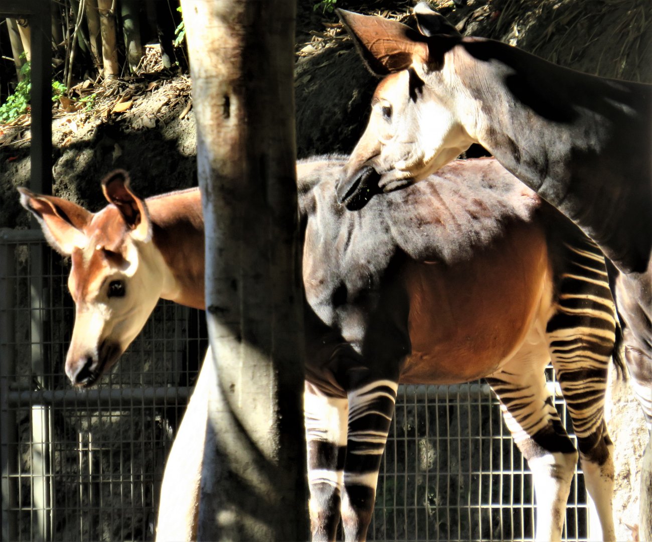 Okapis