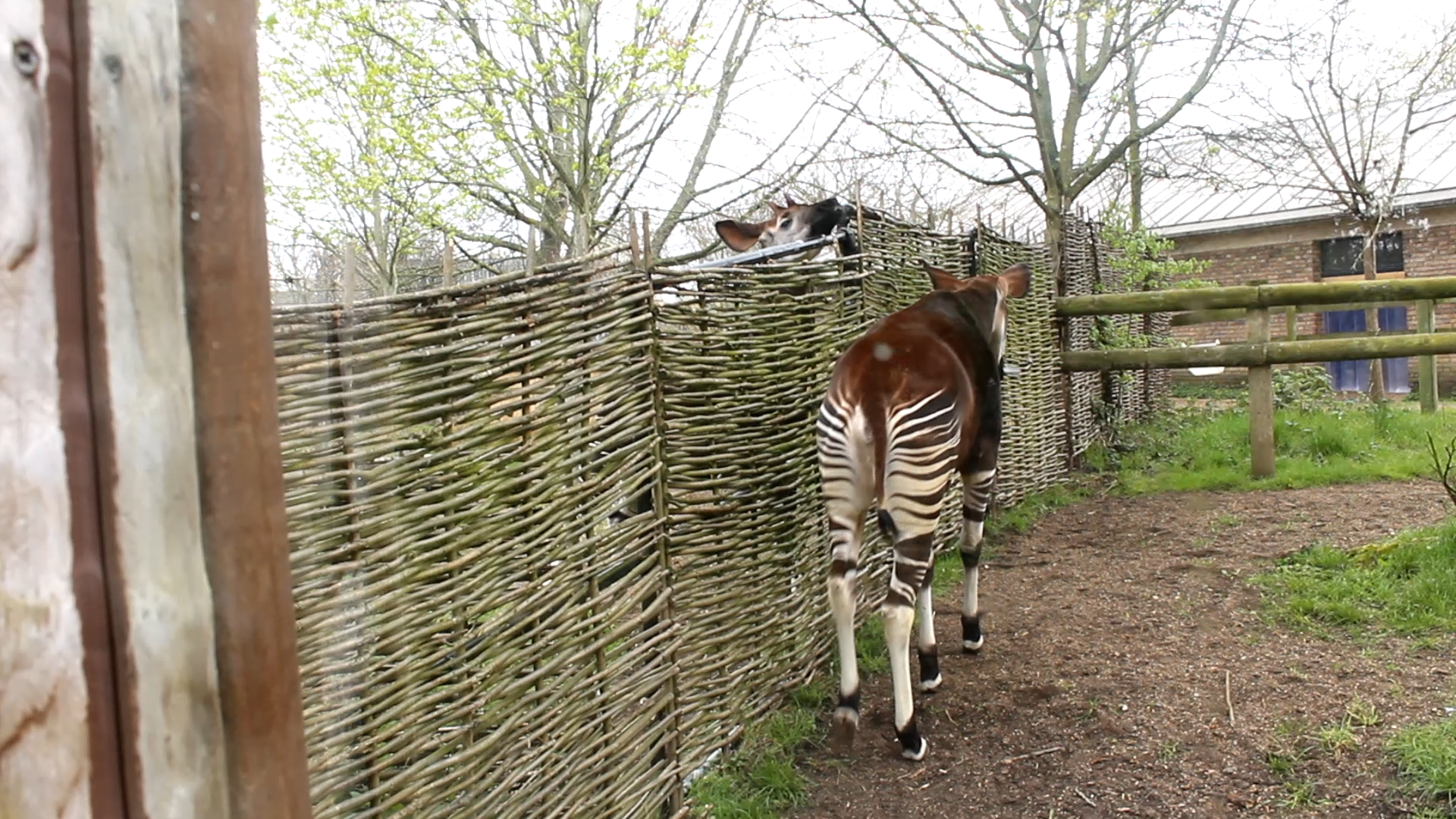 Okapis