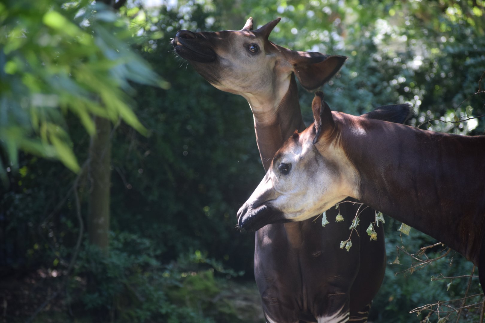 Okapis