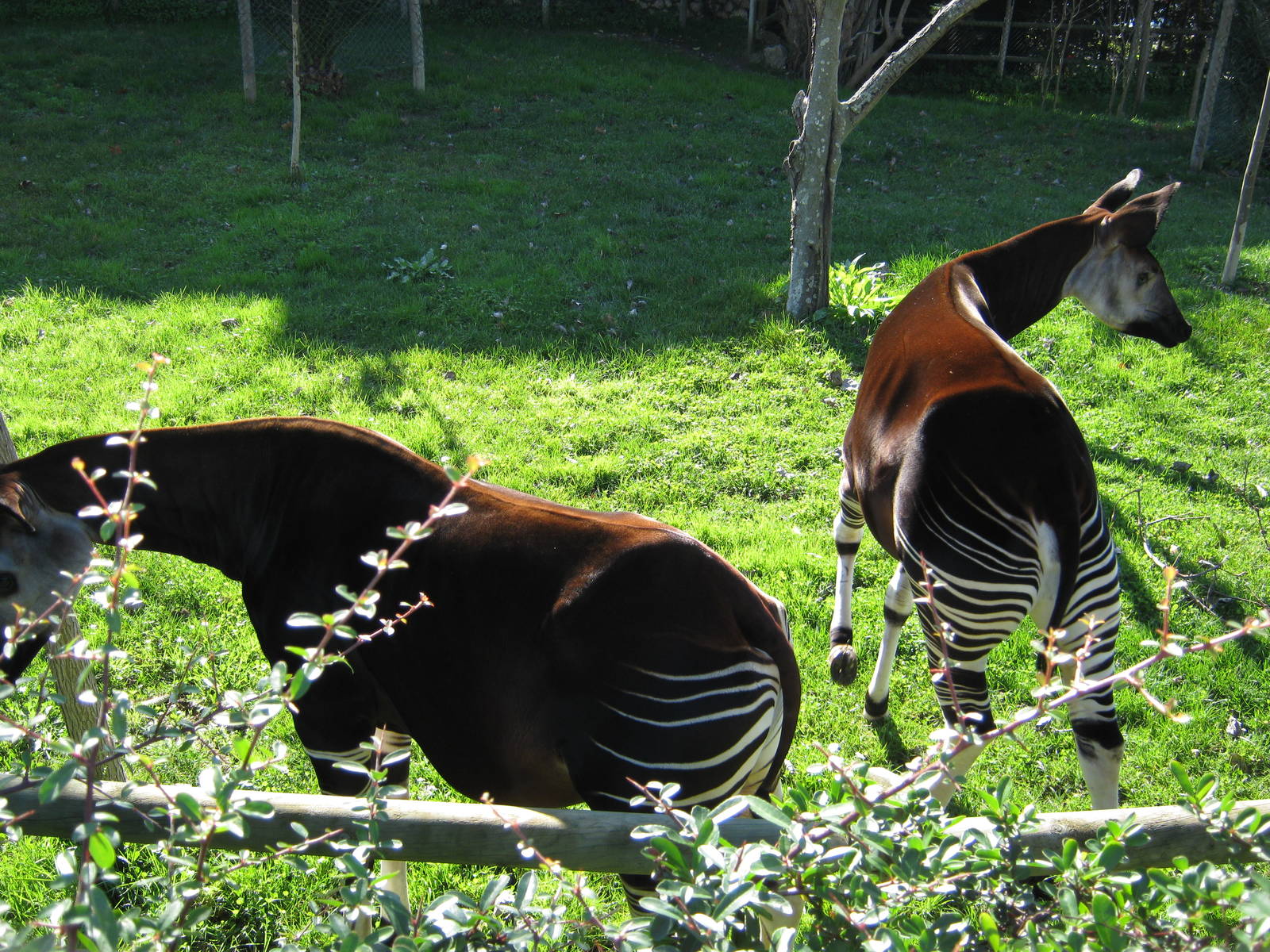 Okapis