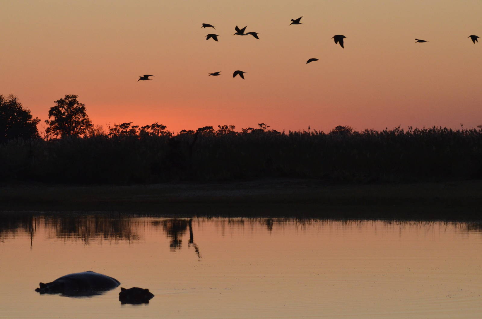 Okavango Dawn with Skimmers and Hippos, Moremi Game Reserve, Botswana, 29/0