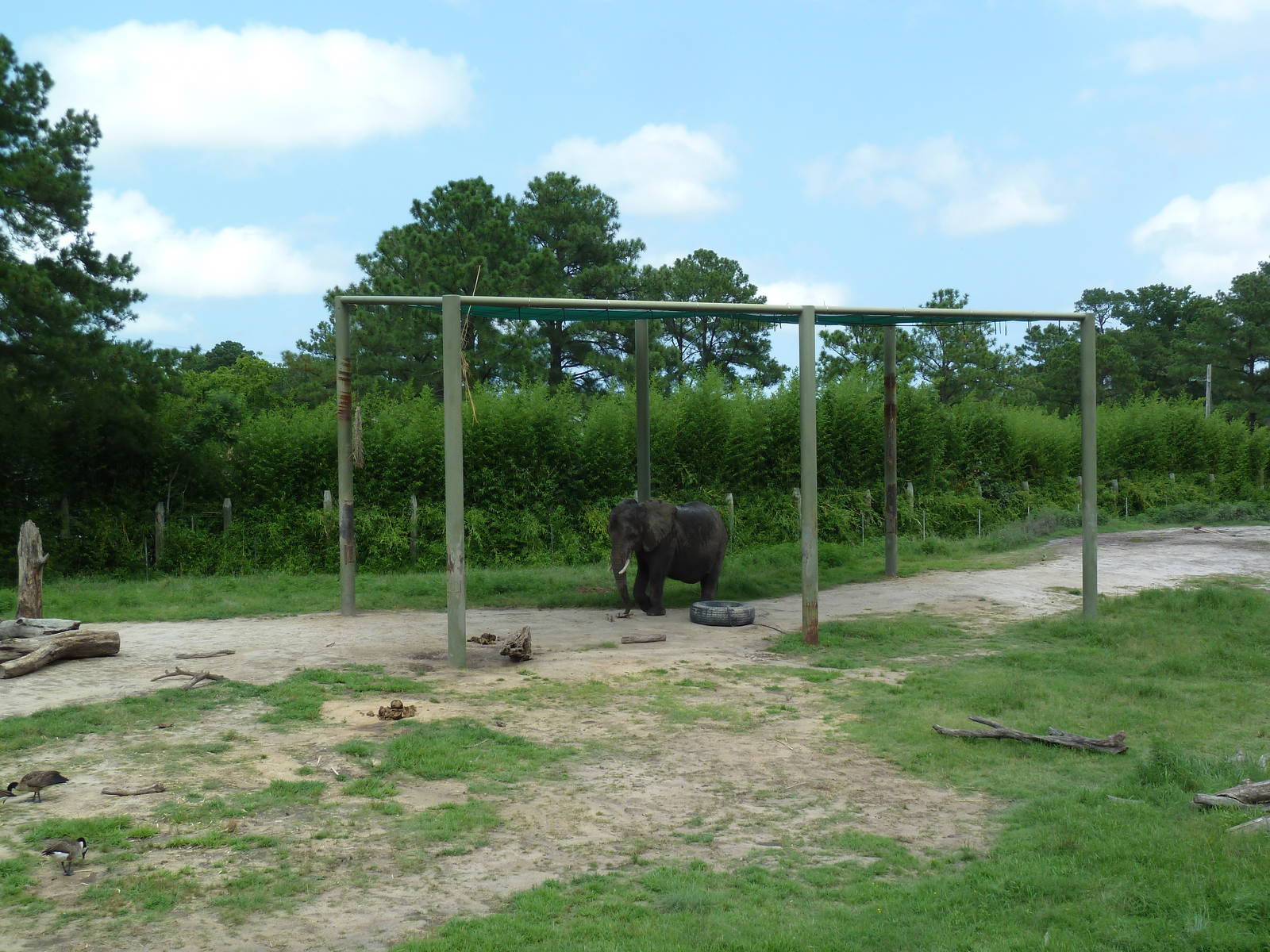 Okavango Delta - African Elephant Exhibit