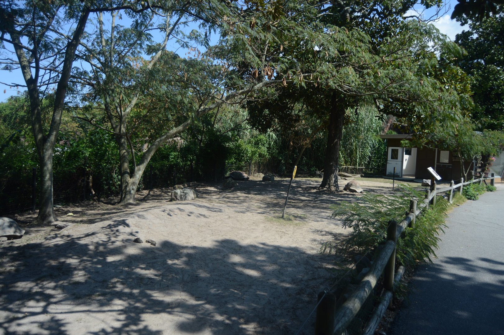 Okavango Delta - Aldabra Giant Tortoise (Aldabrachelys gigantea) Exhibit