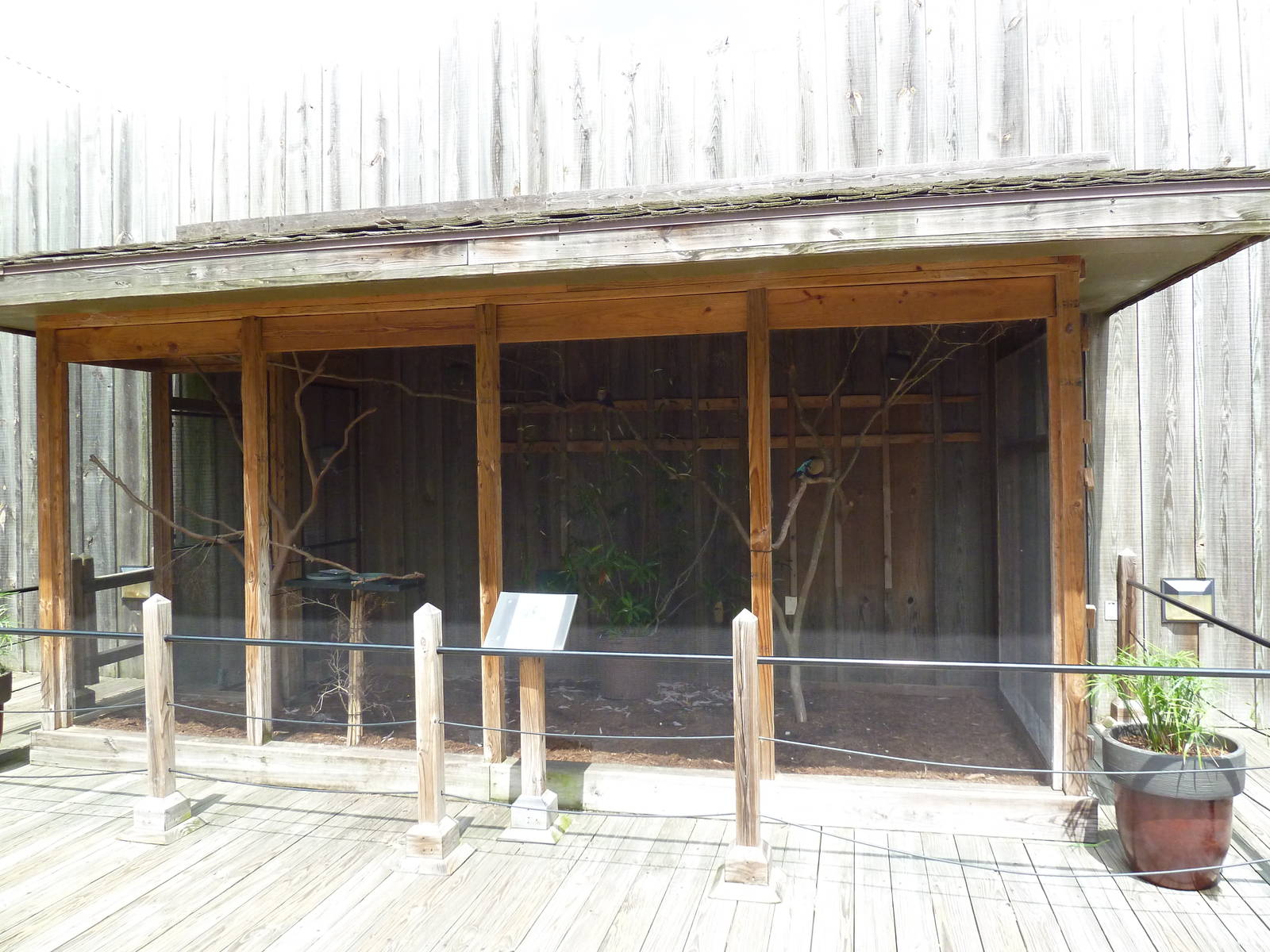 Okavango Delta - Blue-Bellied Roller Exhibit