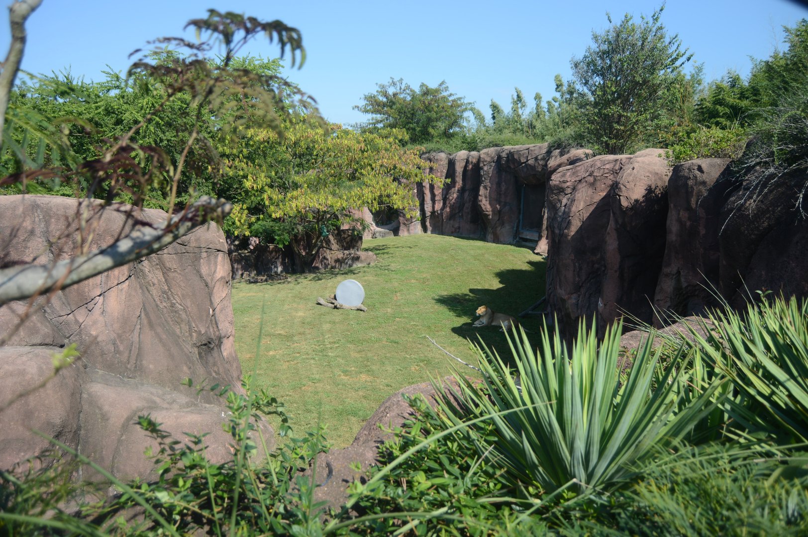 Okavango Delta - Lion Exhibit