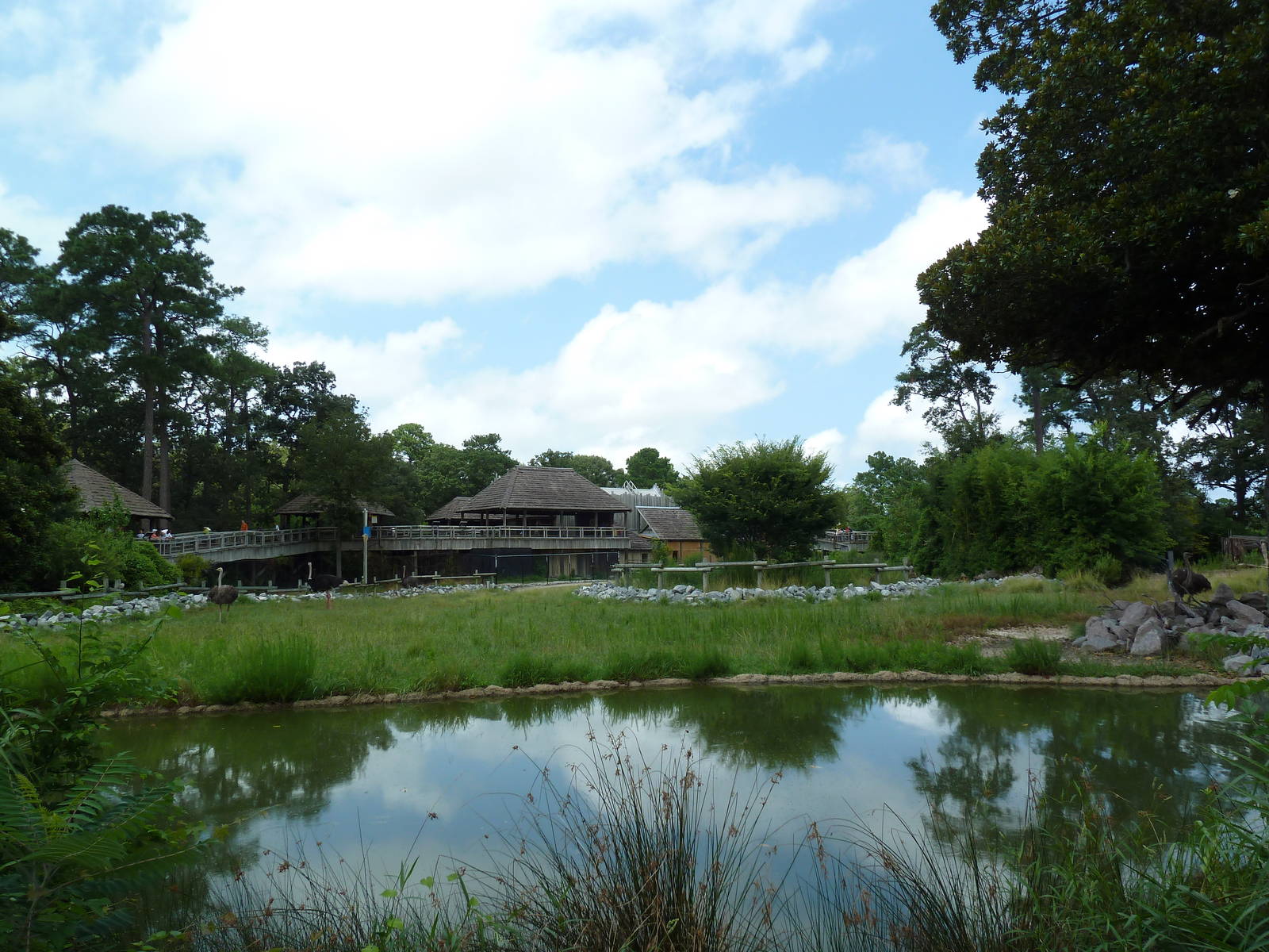 Okavango Delta - Masai Giraffe/Ostrich/Southern Ground Hornbill Exhibit