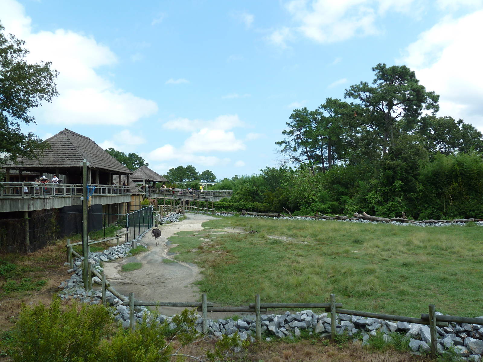 Okavango Delta - Masai Giraffe/Ostrich/Southern Ground Hornbill Exhibit