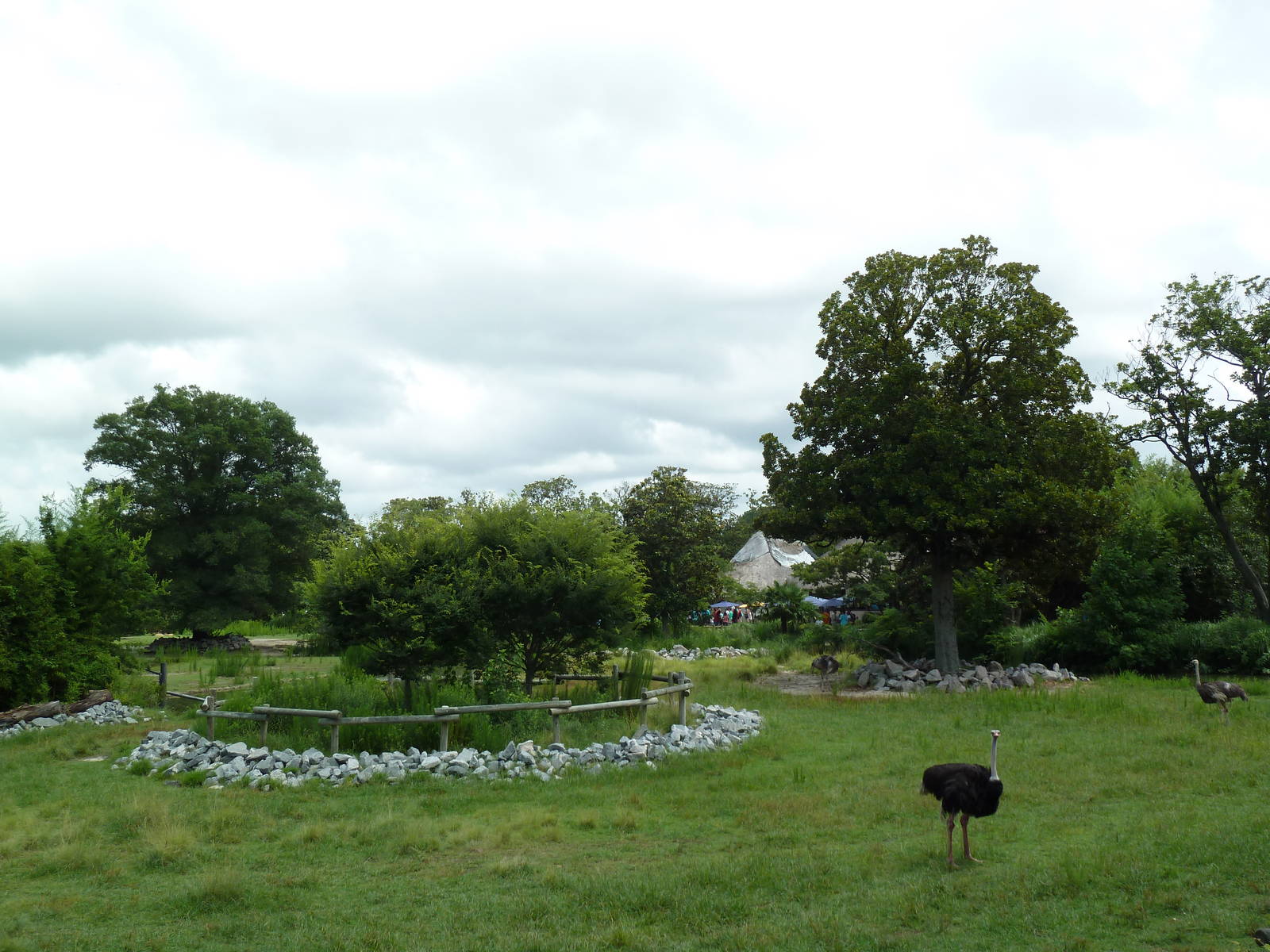 Okavango Delta - Masai Giraffe/Ostrich/Southern Ground Hornbill Exhibit
