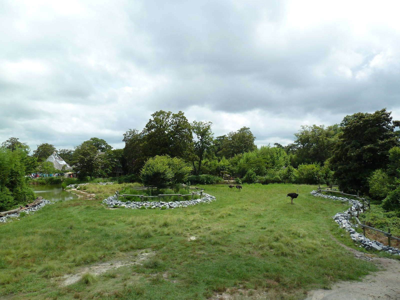 Okavango Delta - Masai Giraffe/Ostrich/Southern Ground Hornbill Exhibit