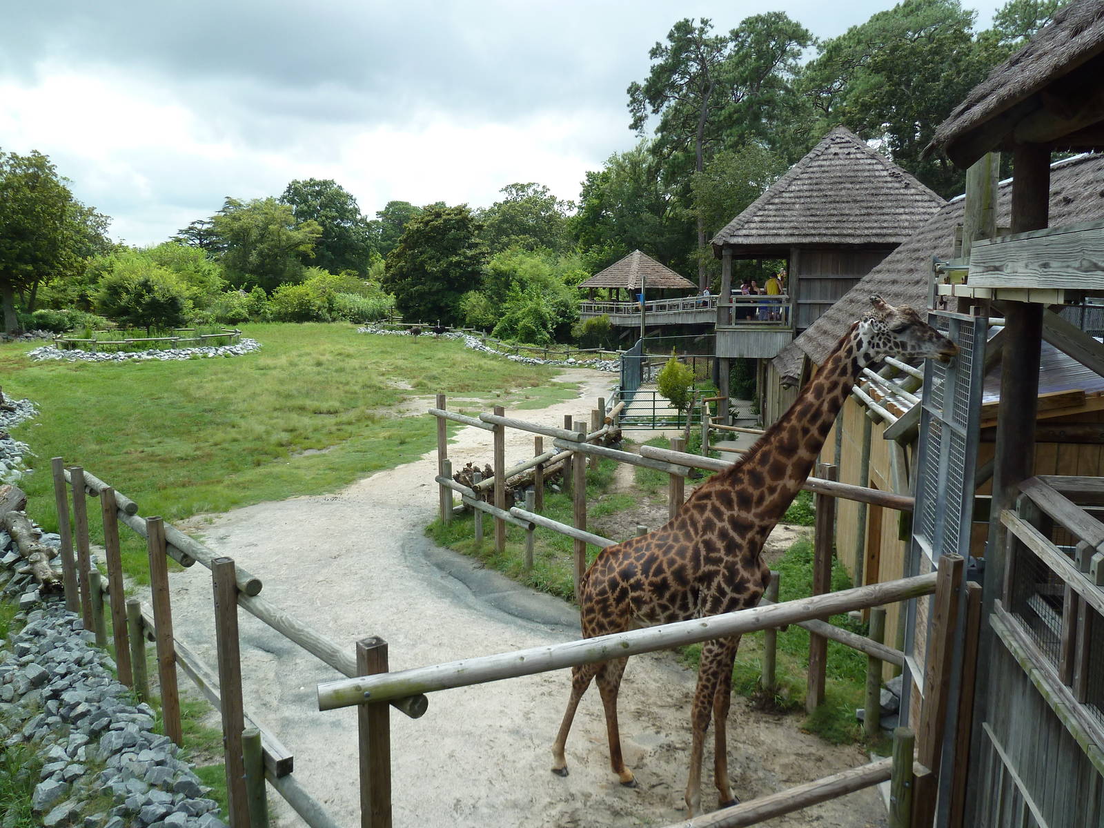 Okavango Delta - Masai Giraffe/Ostrich/Southern Ground Hornbill Exhibit