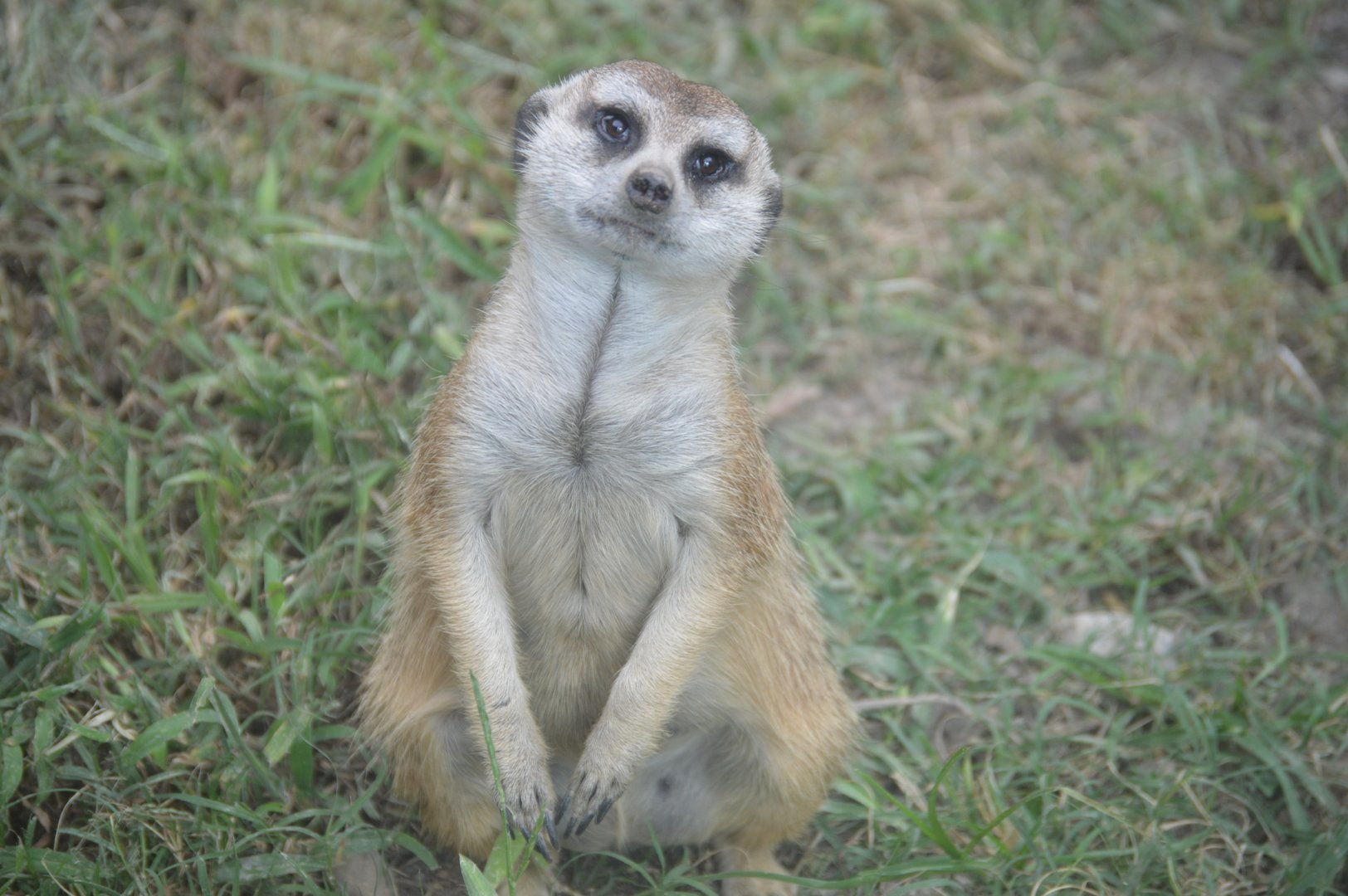 Okavango Delta - Meerkat (Suricata suricatta)