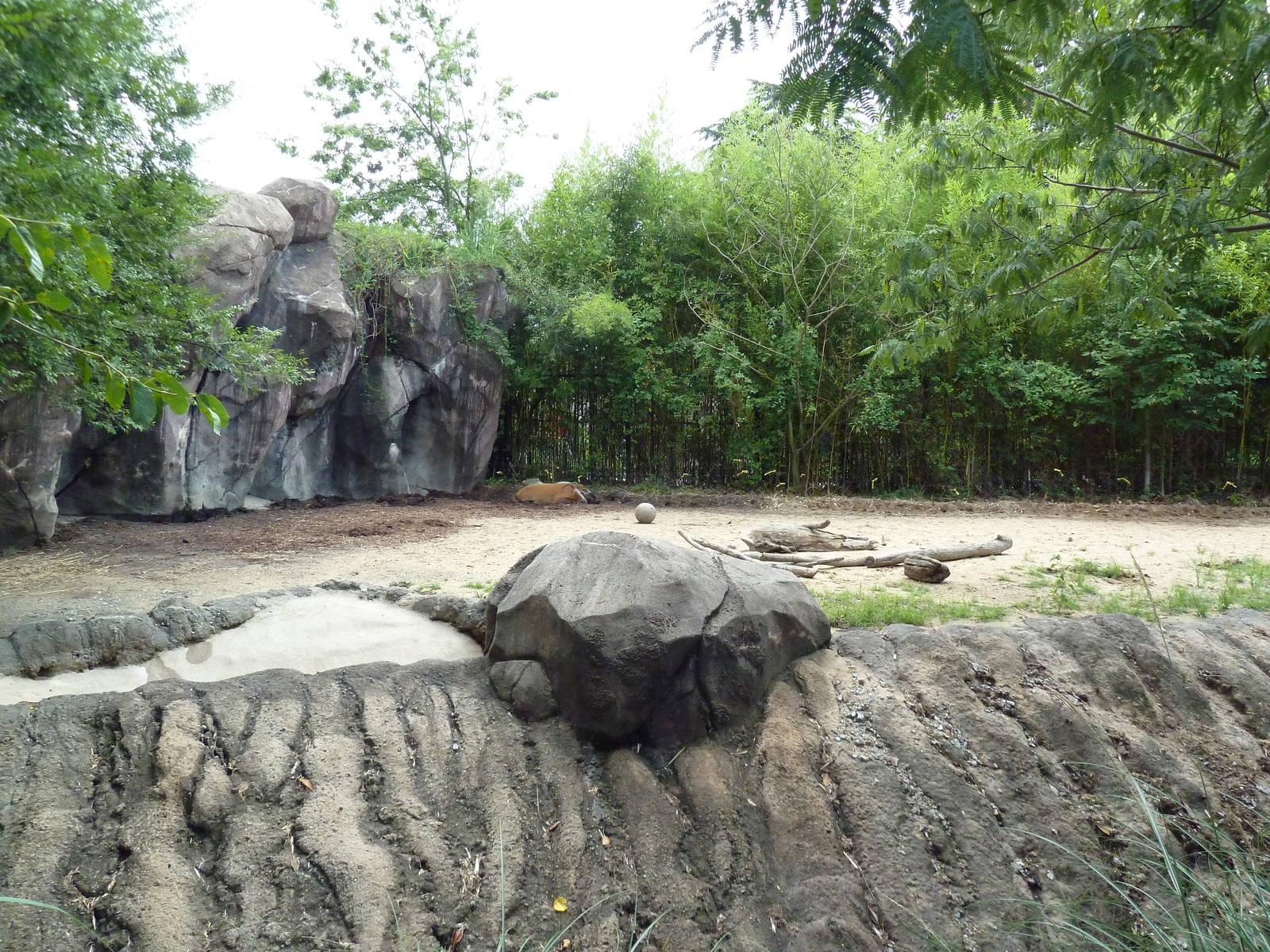 Okavango Delta - Red River Hog Exhibit