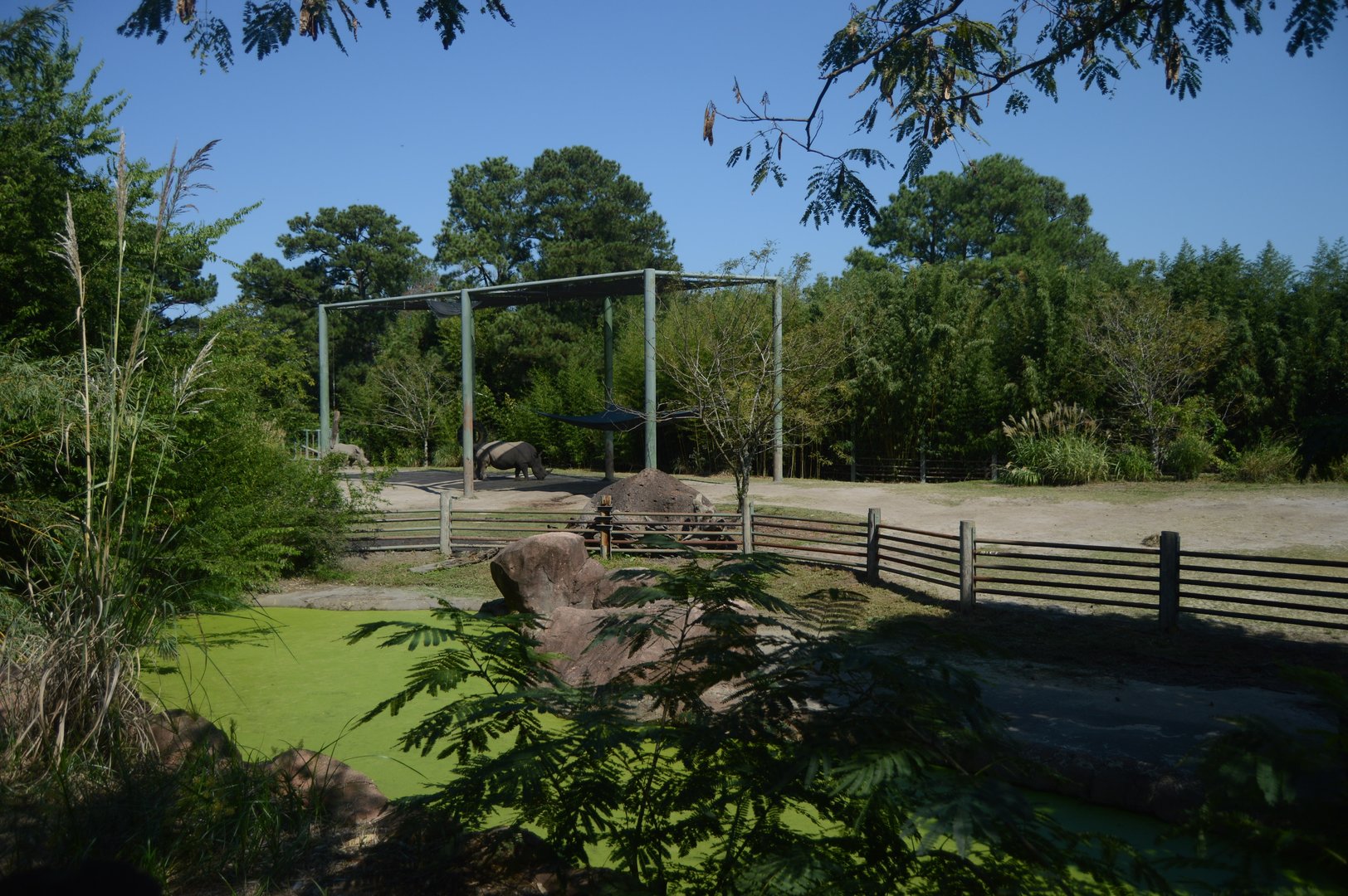 Okavango Delta - Southern White Rhinoceros Exhibit