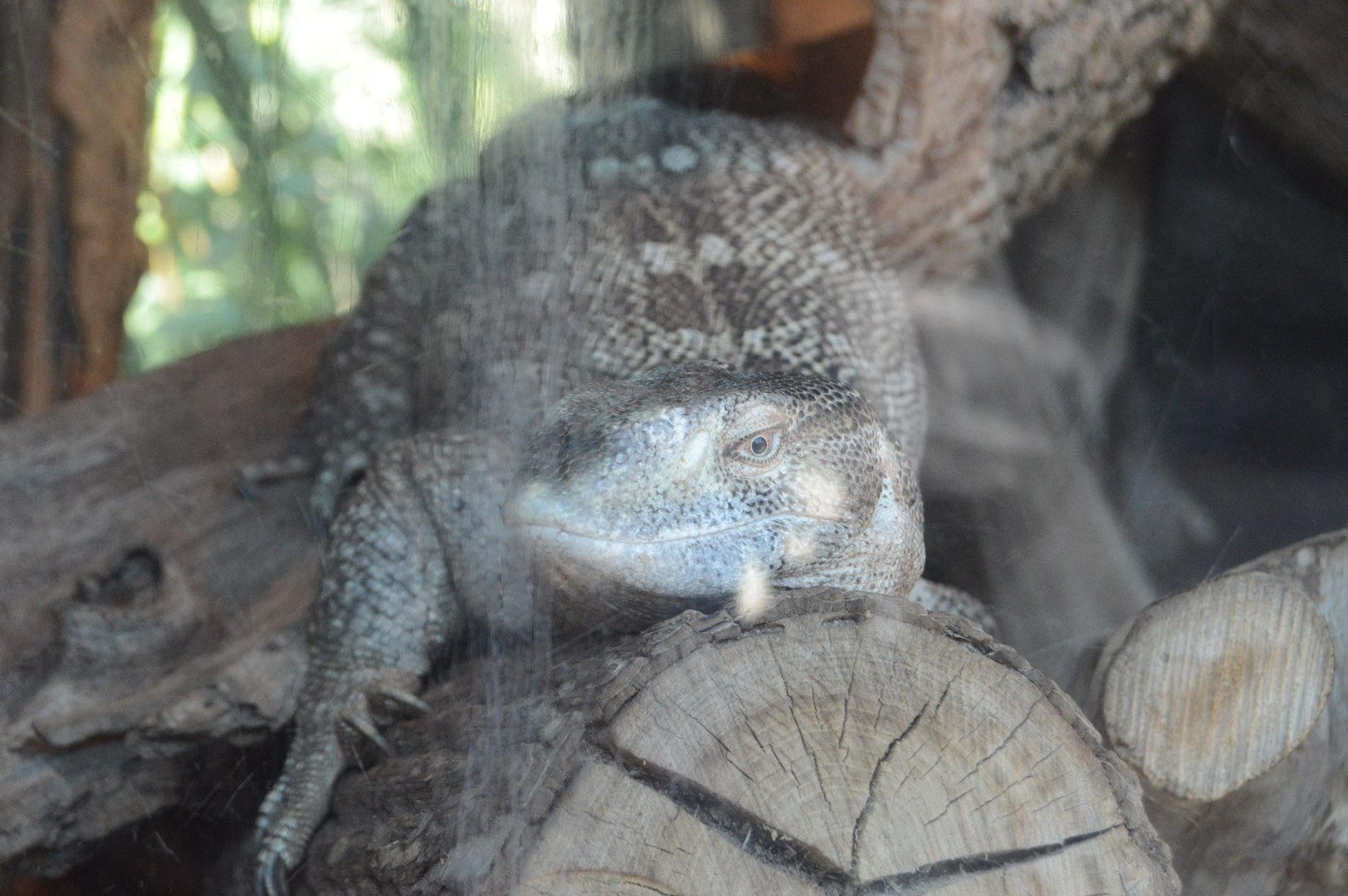 Okavango Delta - White-throated Monitor (Varanus albigularis)