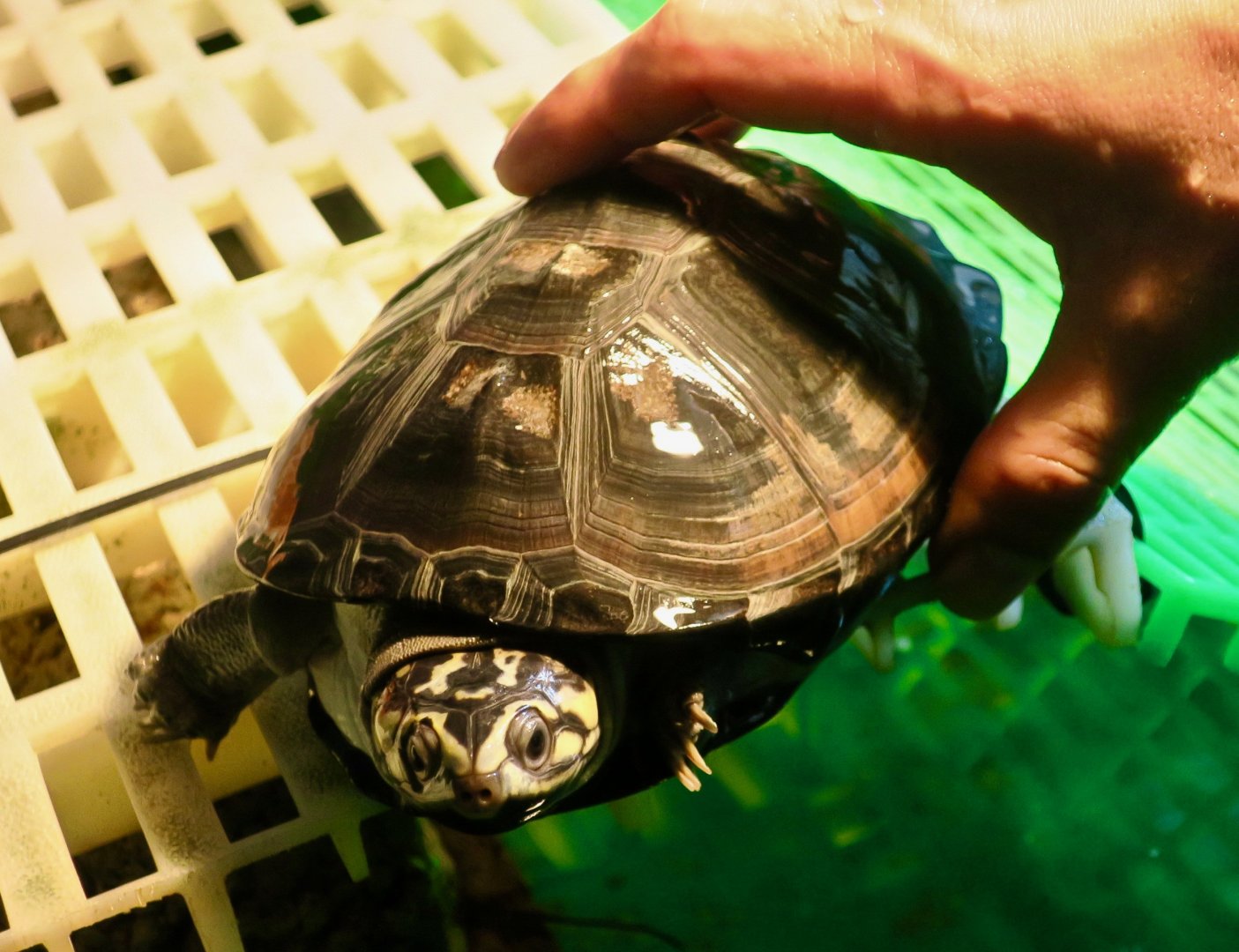 Okavango Mud Turtle (Pelusios bechuanicus)