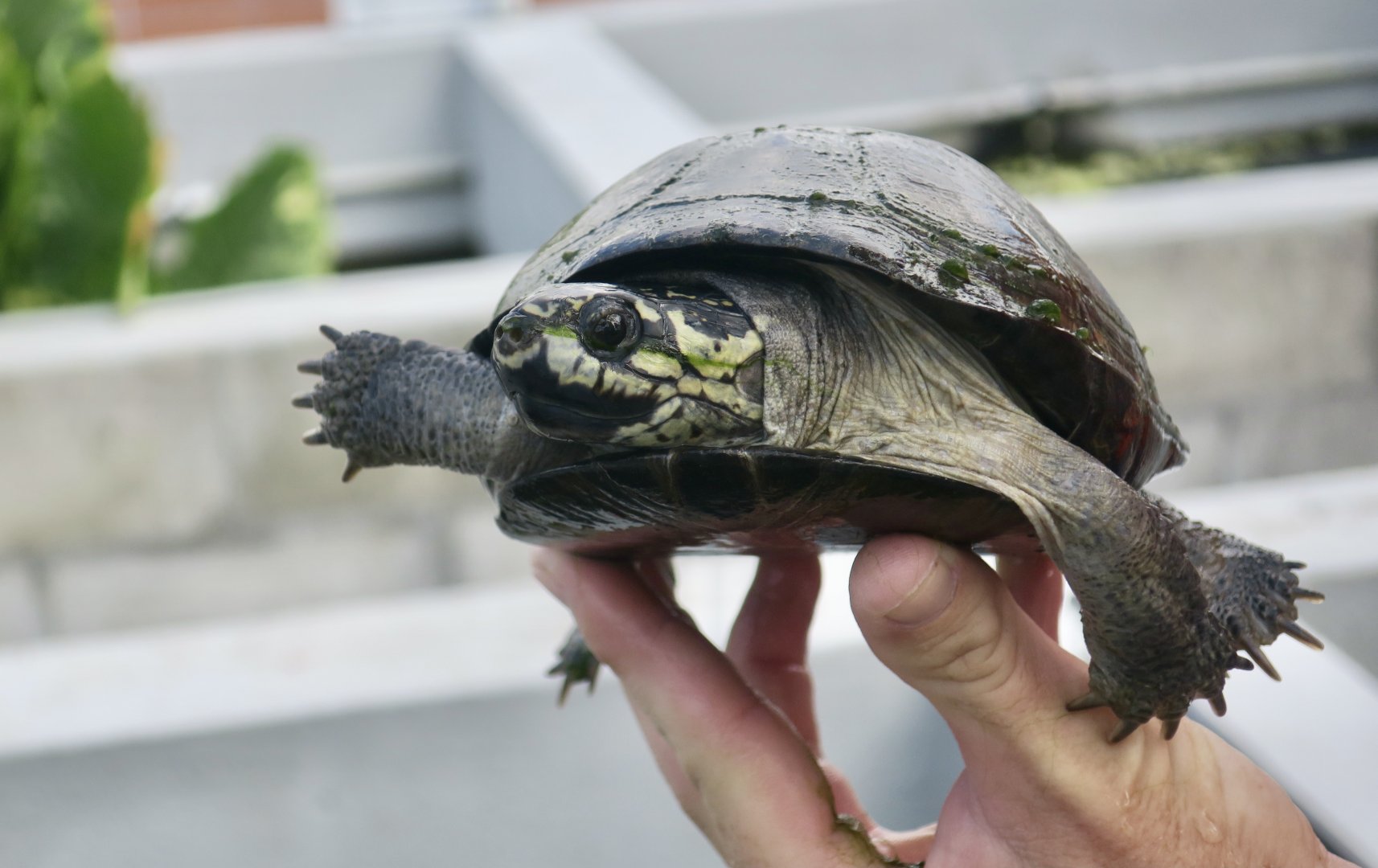 Okavango Mud Turtle (Pelusios bechuanicus)