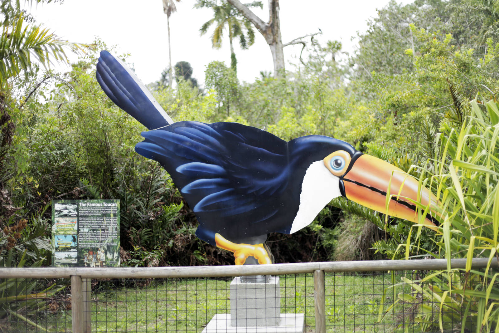 Okay, that big tukan again