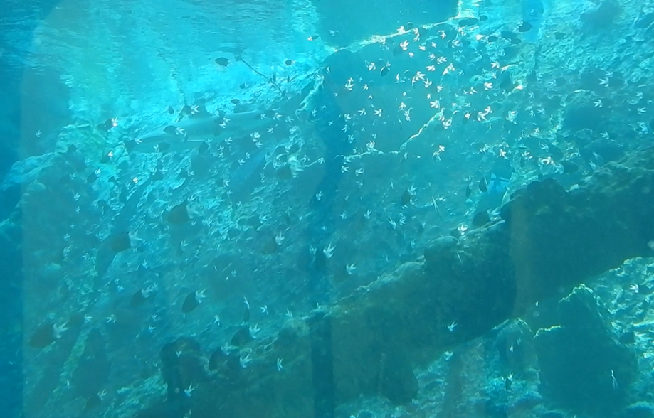 okay this is getting ridiculous - More Spiny Chromis still