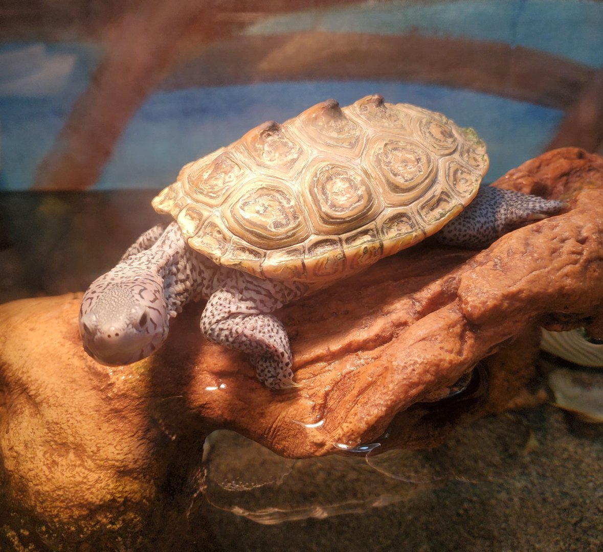 Okeeheelee Nature Center - Diamondback Terrapin