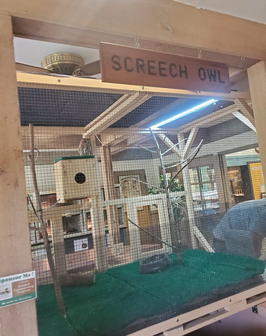 Okeeheelee Nature Center - Eastern Screech Owl cage
