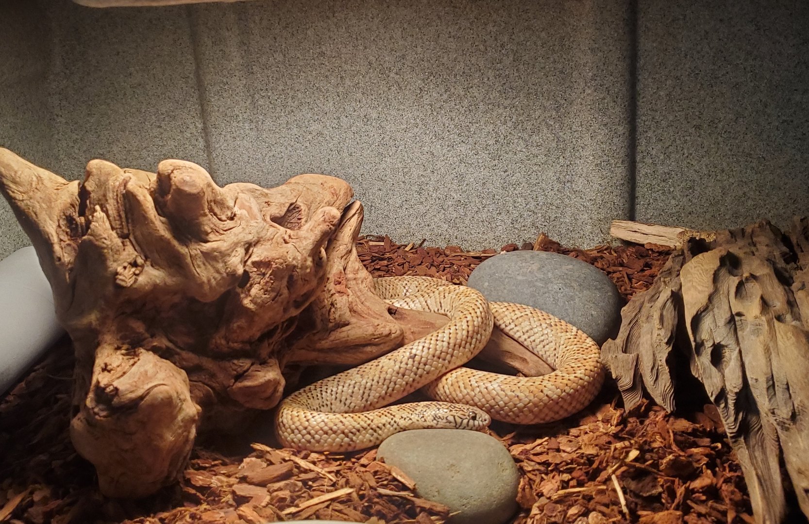 Okeeheelee Nature Center - Florida King Snake
