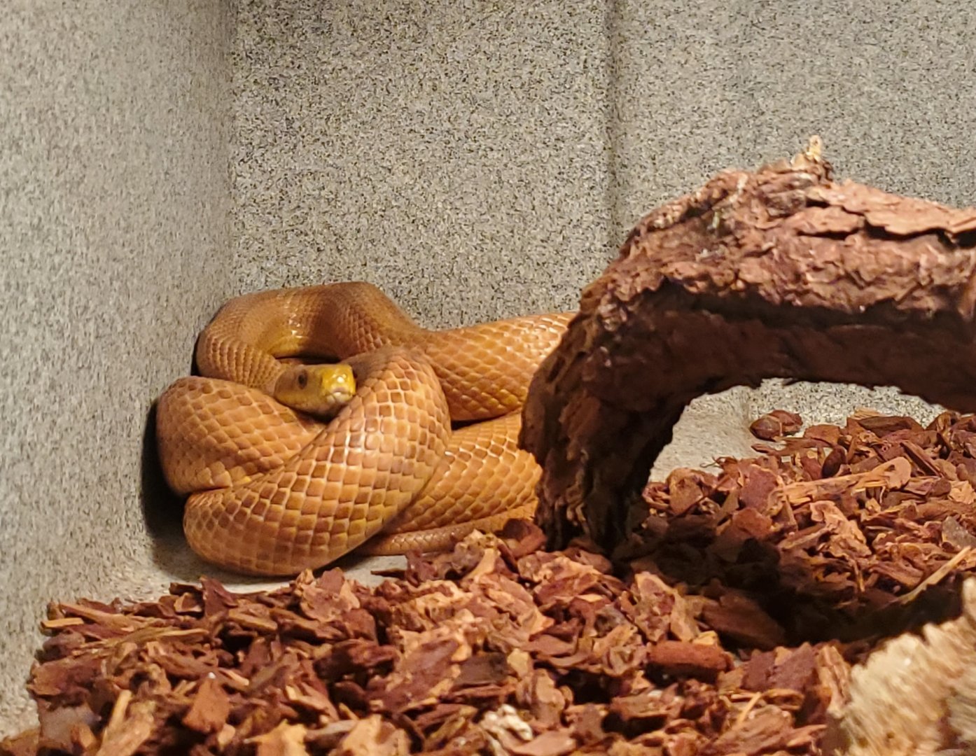 Okeeheelee Nature Center - Rat Snake