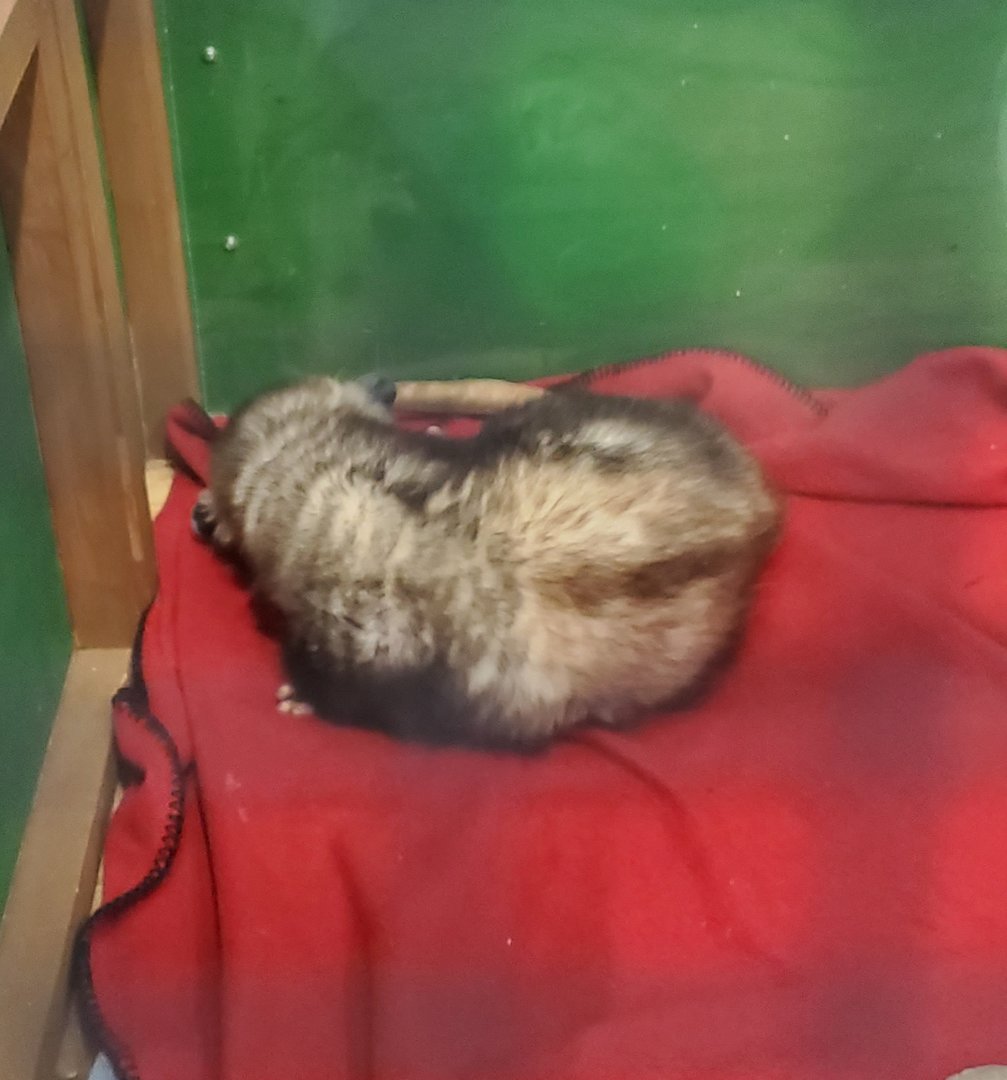 Okeeheelee Nature Center - Sleeping Opossum