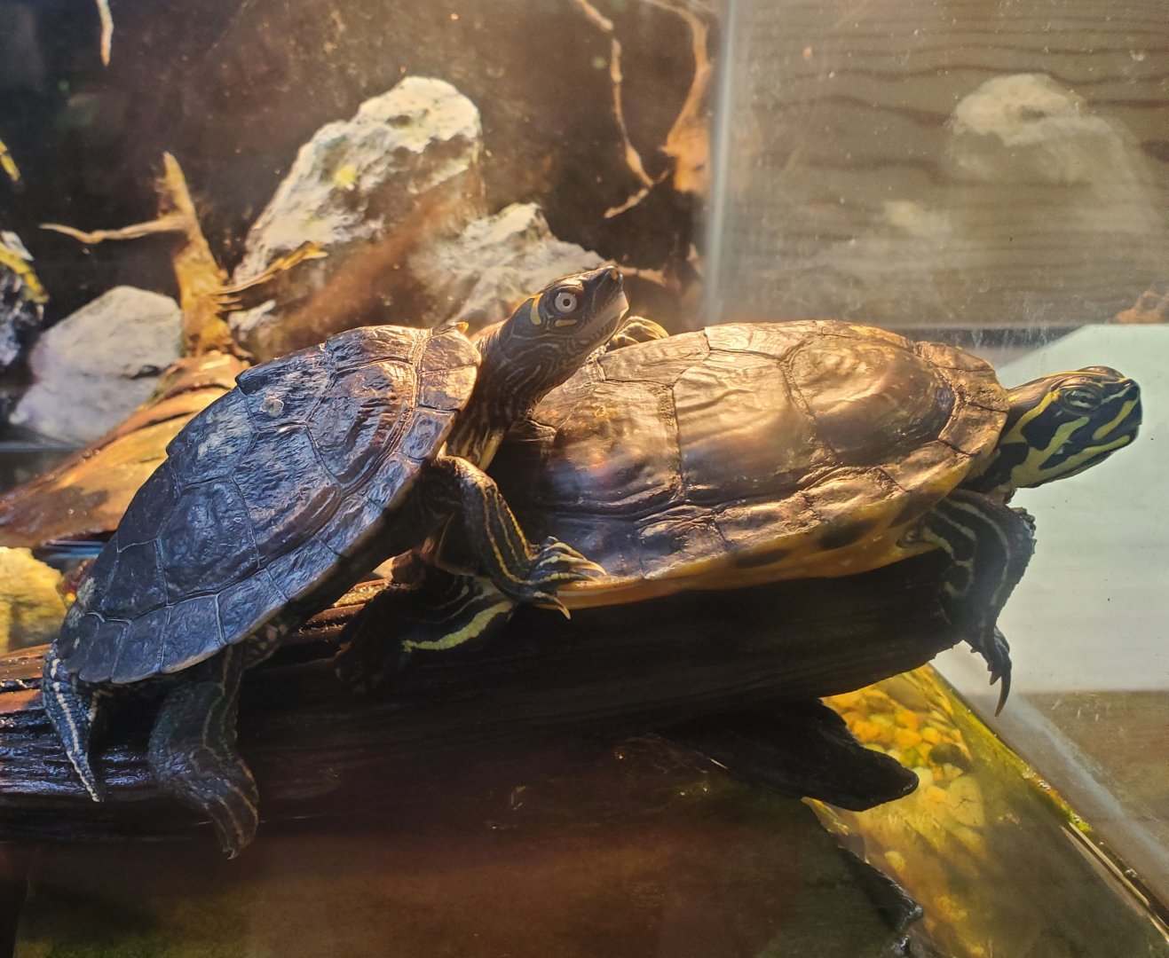 Okeeheelee Nature Center - Turtles