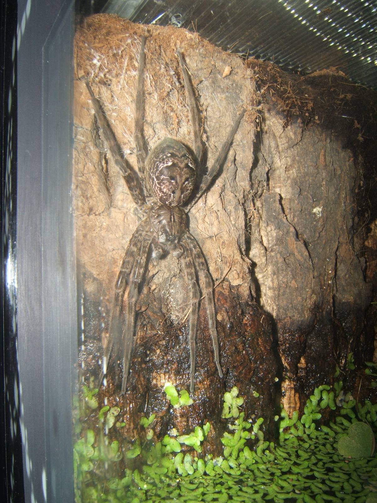 Okefenkee Fishing Spider