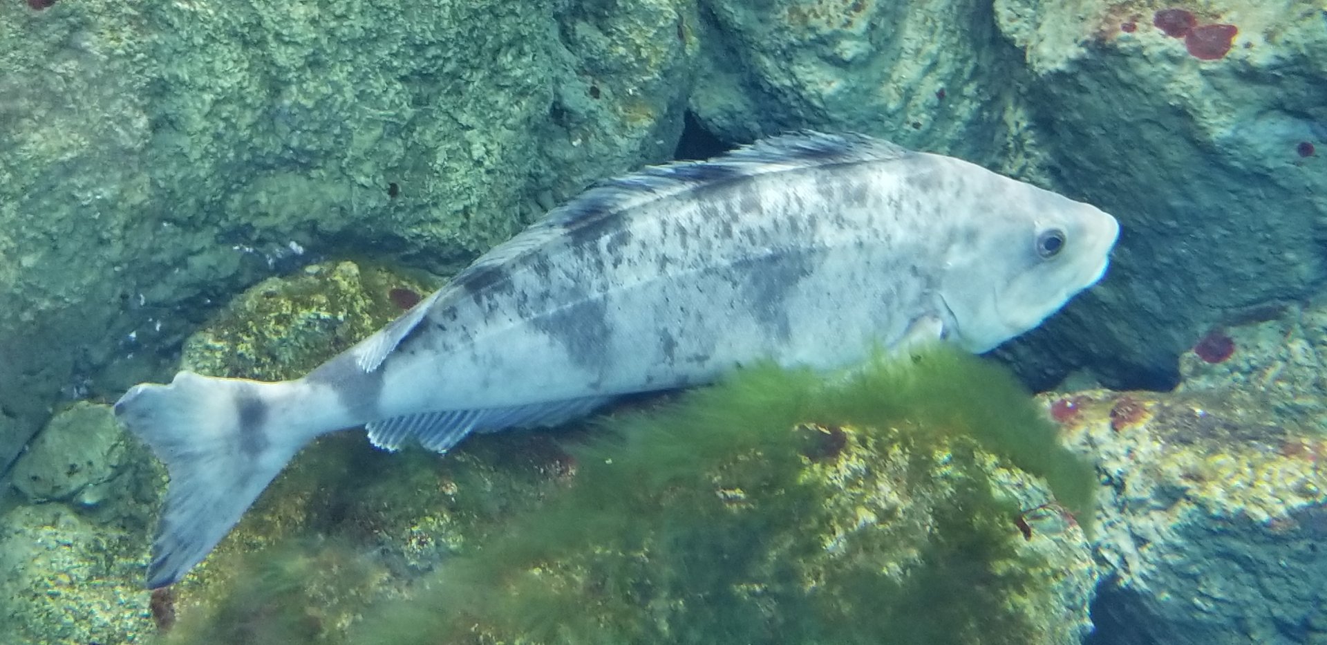 Okhotsk Atka Mackerel