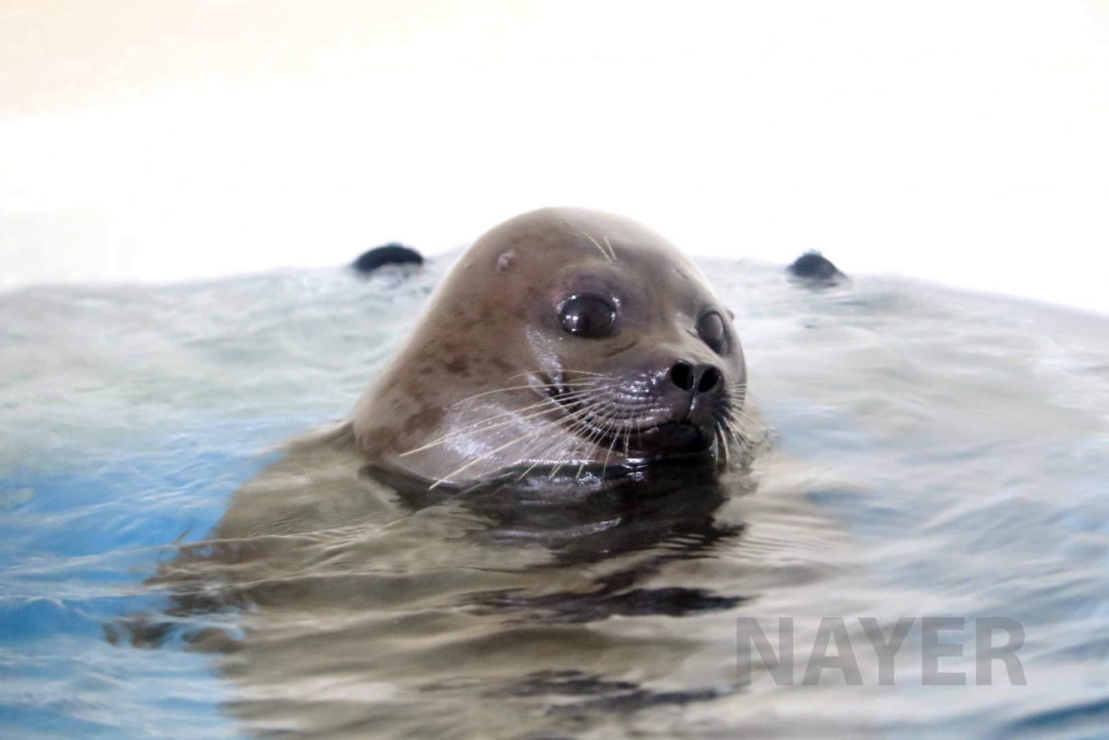 Okhotsk ringed seal, October 2017