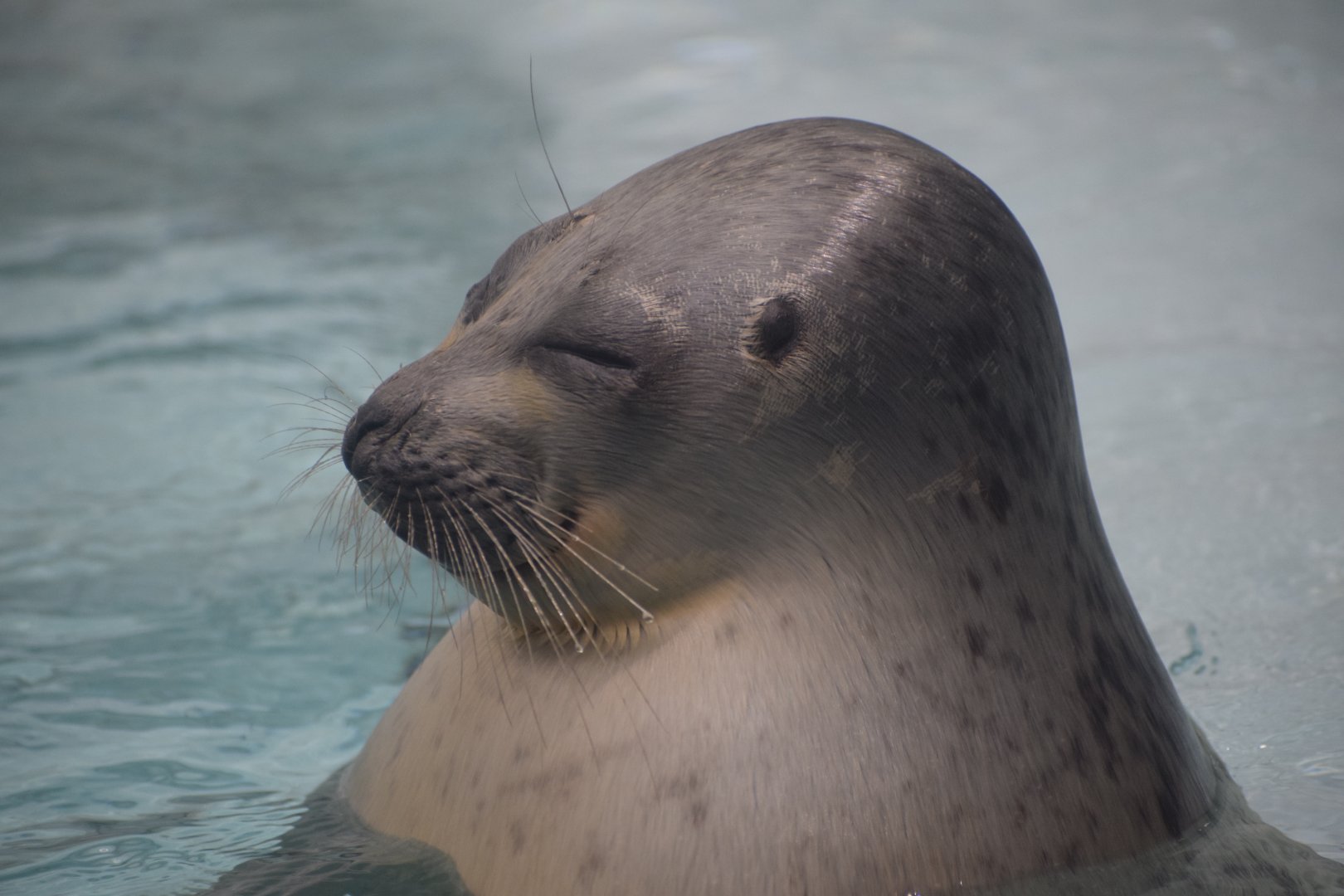 Okhotsk ringed seal