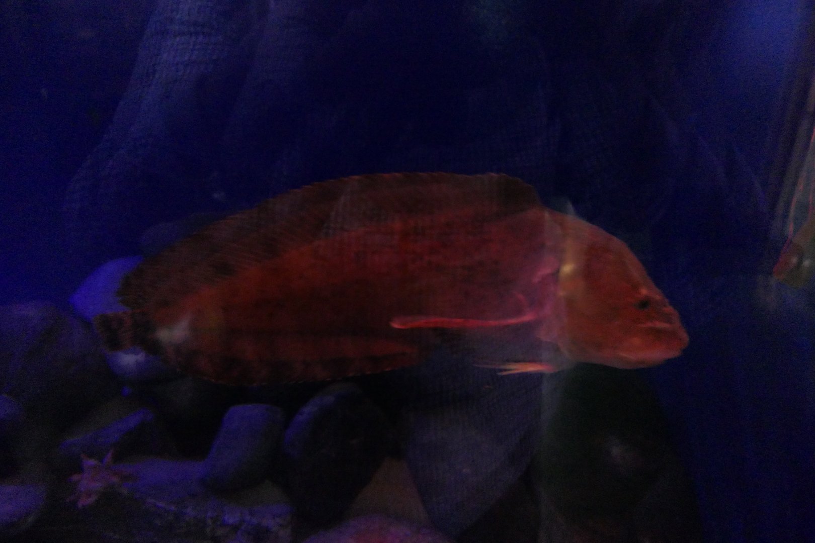 Okhotsk Snailfish (Liparis ochotensis) - Uozu Aquarium