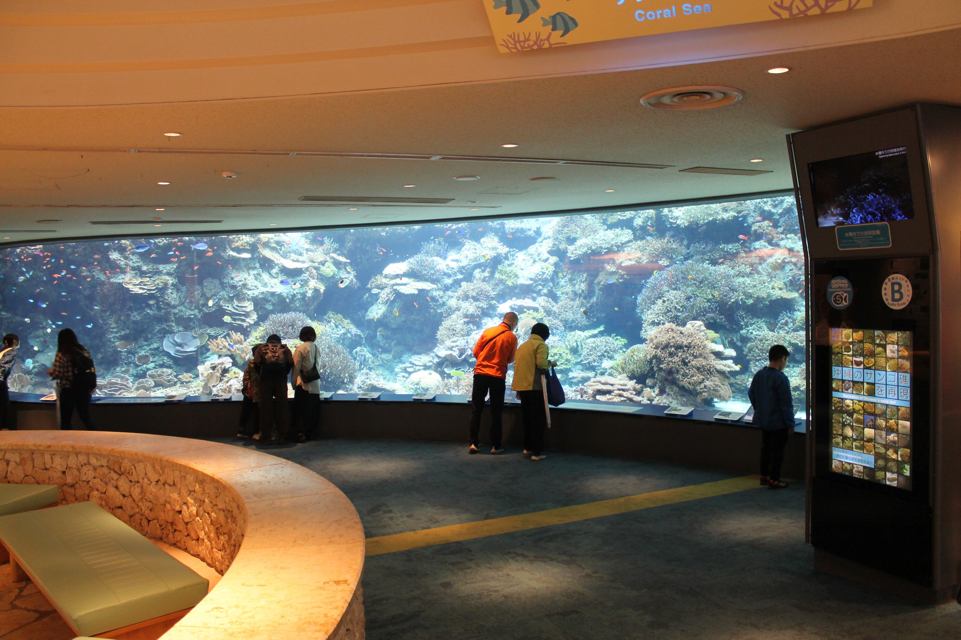 Okinawa coral reef tank