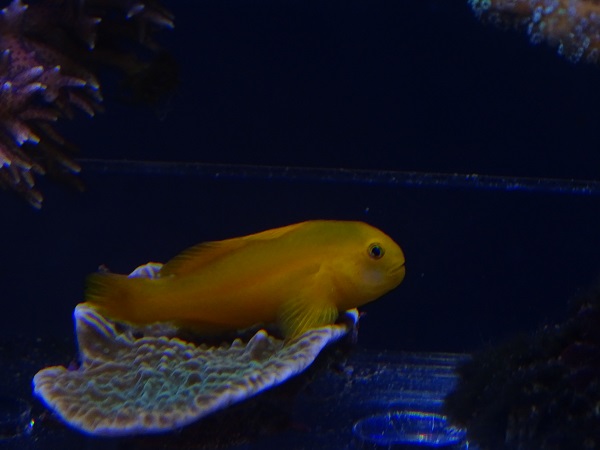 Okinawa goby (Gobiodon okinawae)