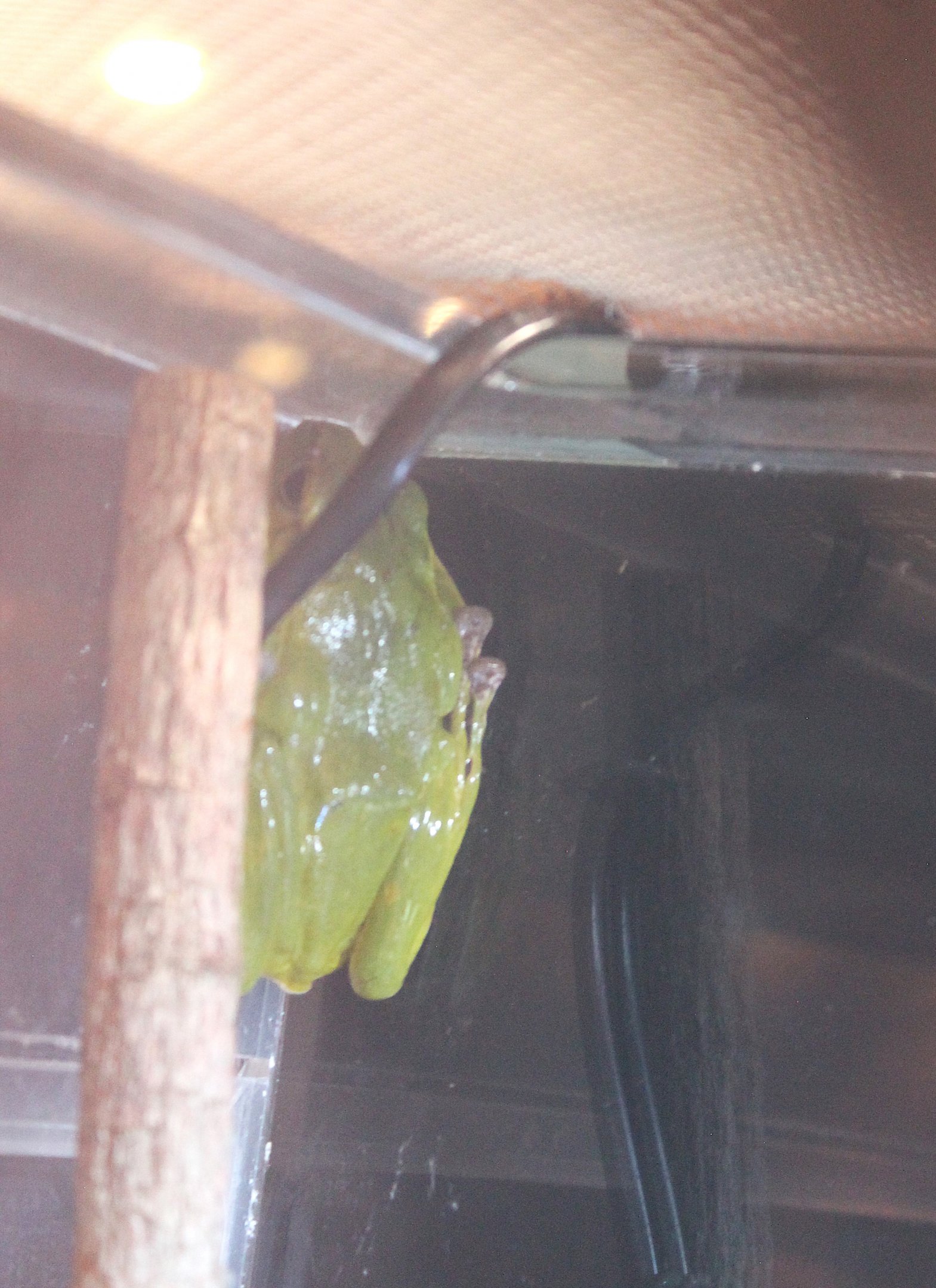 Okinawa Green Tree Frog (Zhangixalus viridis)