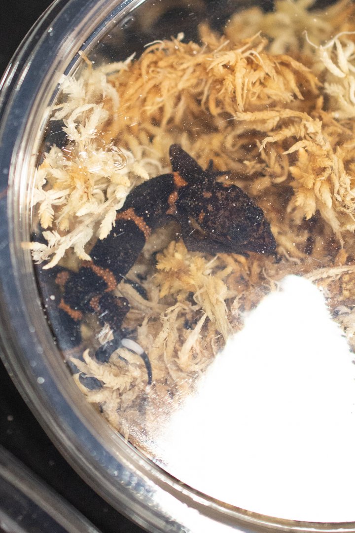 Okinawa Ground Gecko- Goniurosaurus kuroiwae