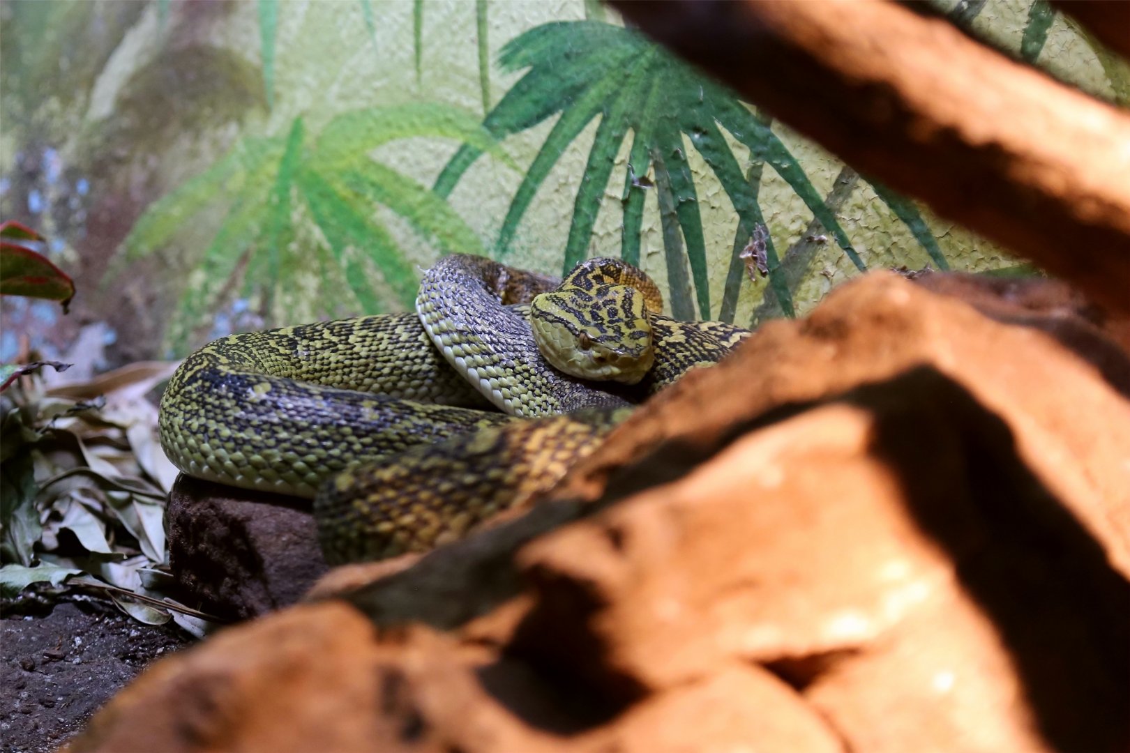 Okinawa Habu (Protobothrops flavoviridis)