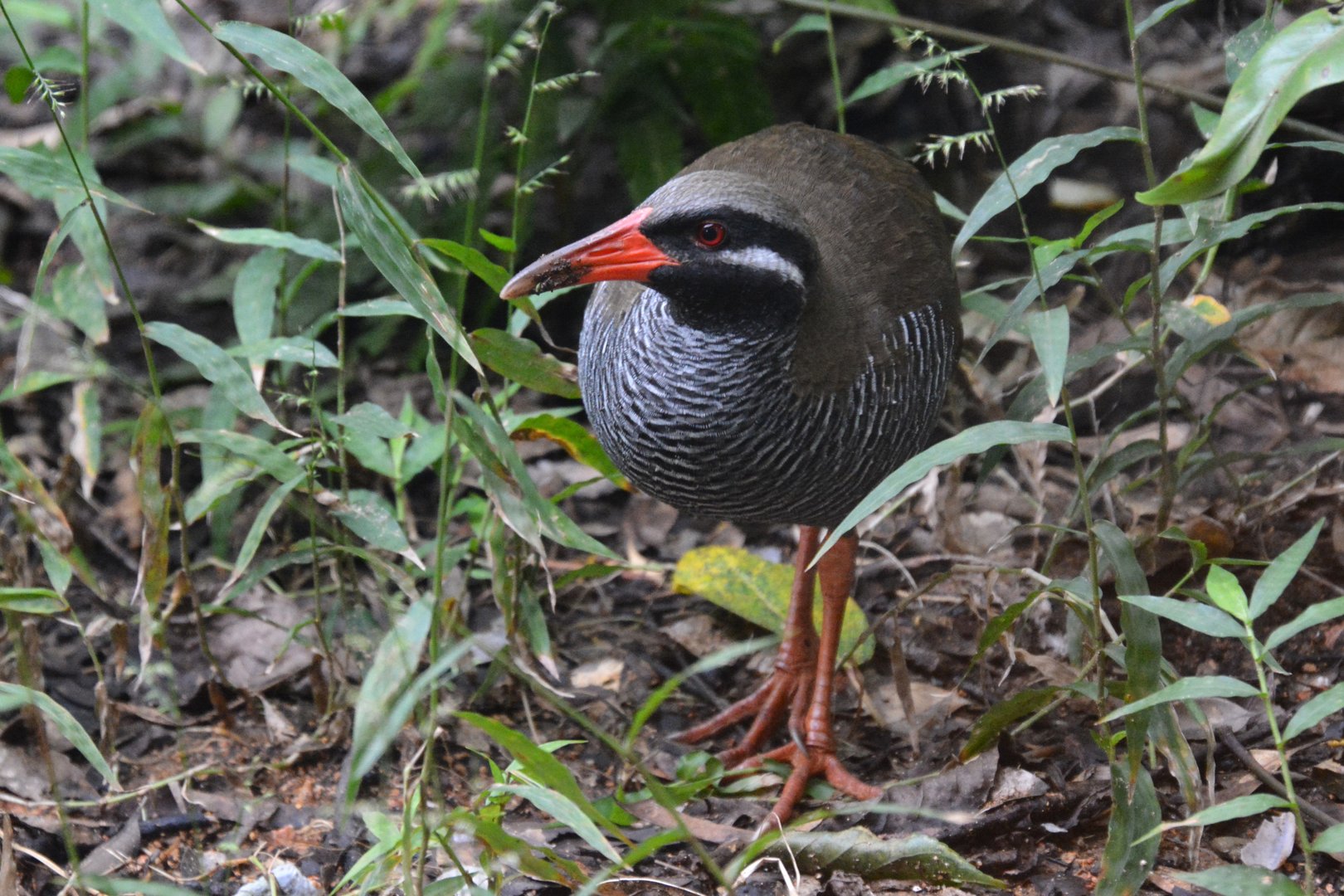 Okinawa rail (Hypotaenidia okinawae)