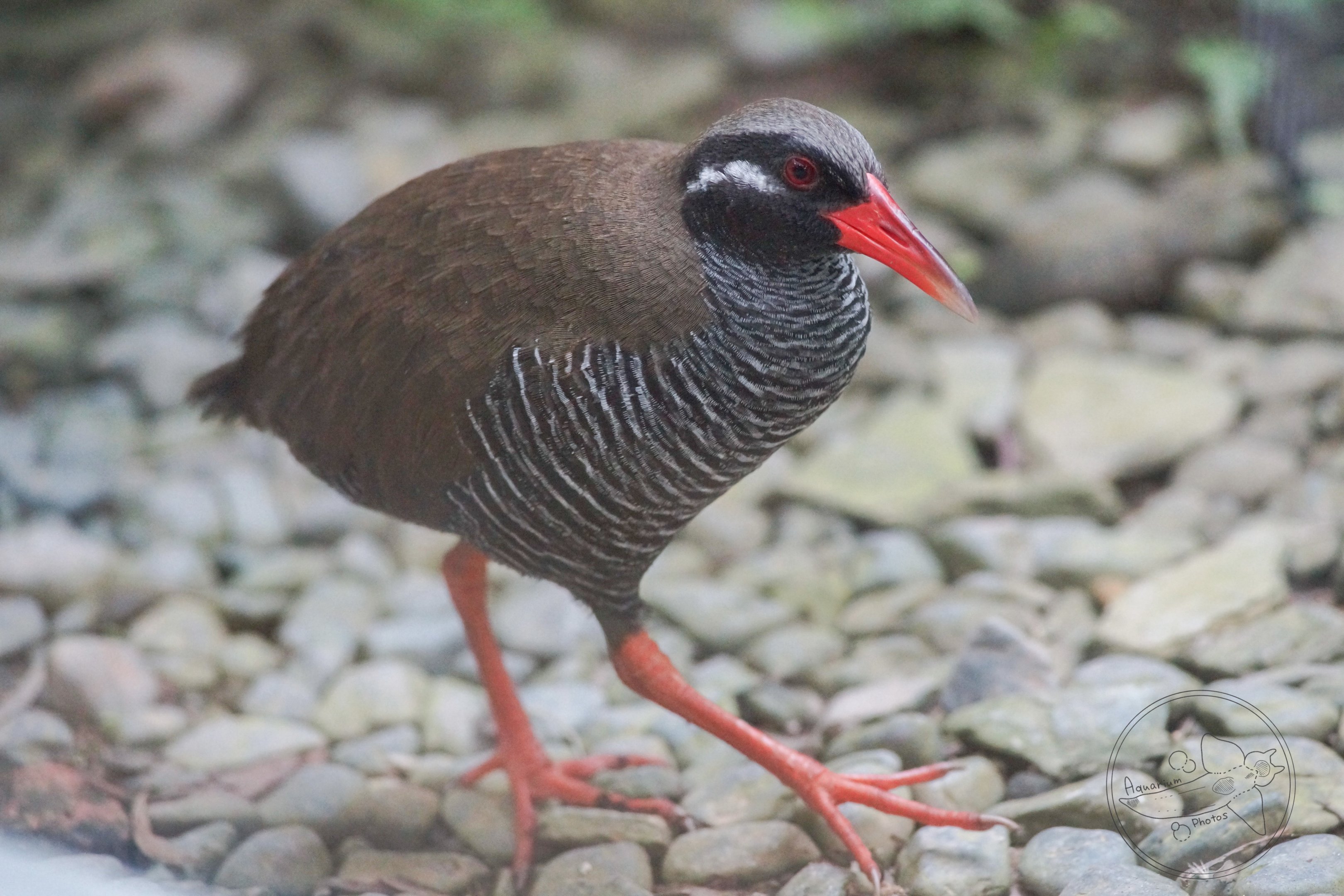 Okinawa Rail (Hypotaenidia okinawae)