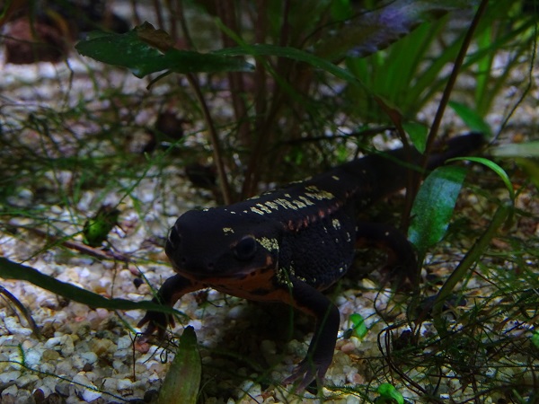 Okinawa sword-tail newt (Cynops ensicauda popei) (07/22)
