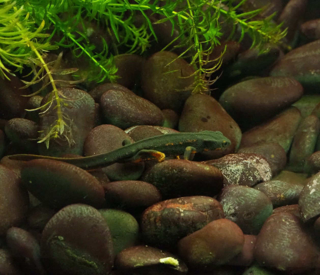 Okinawa sword-tail newt or Gold dust newt (Cynops ensicauda popei), 2019-10-05
