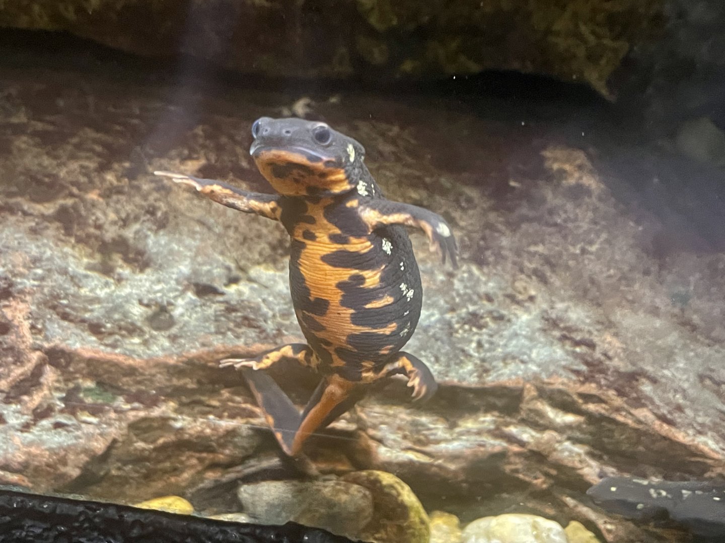 Okinawa Sword-tail Newt